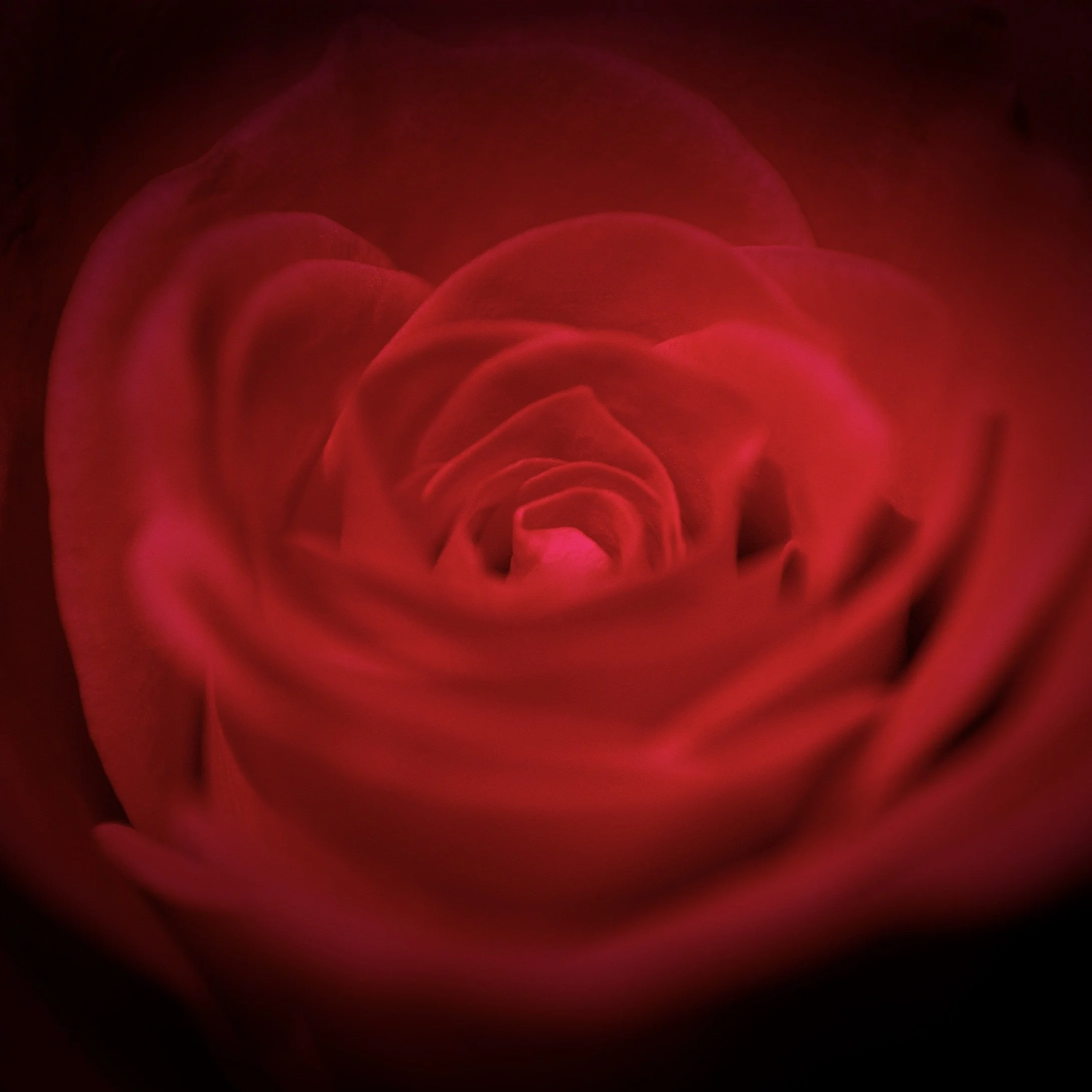 Flower Power 4.jpg