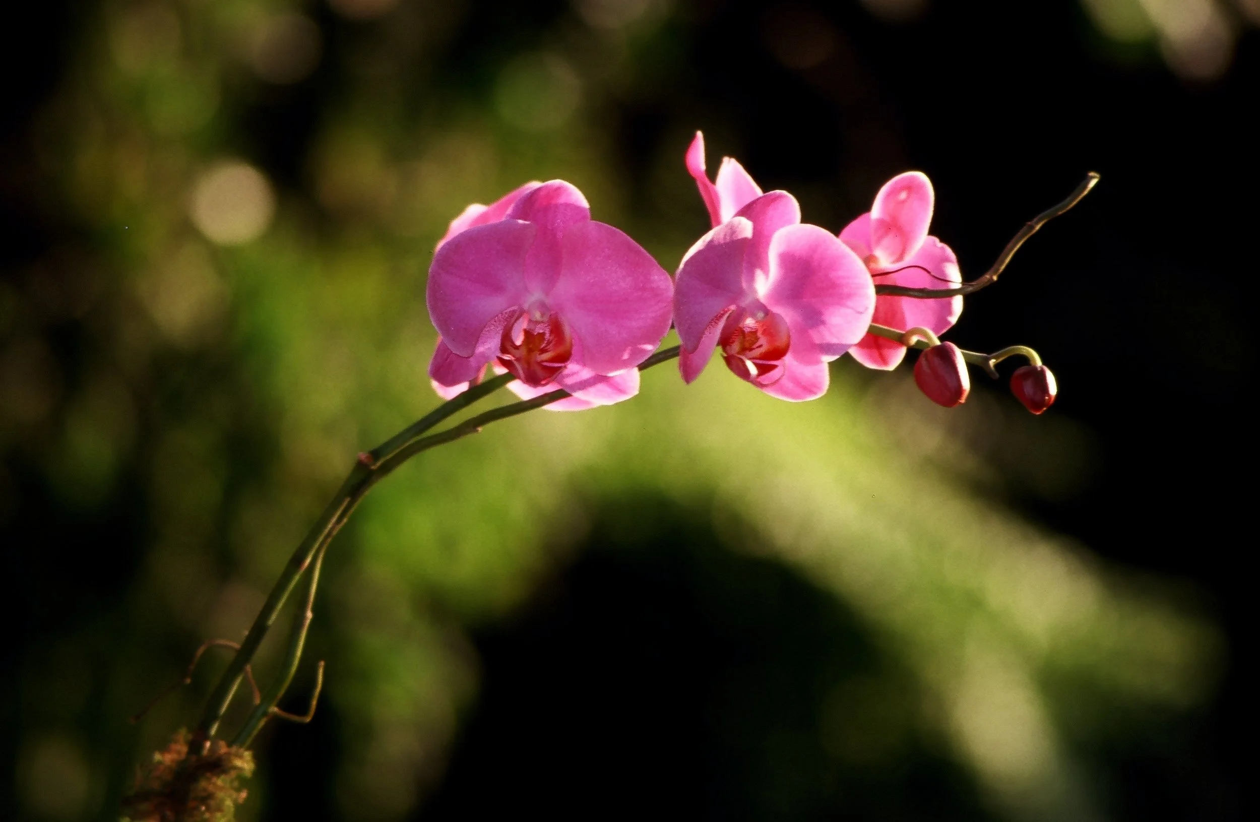 10. Translucent Memories I.JPG