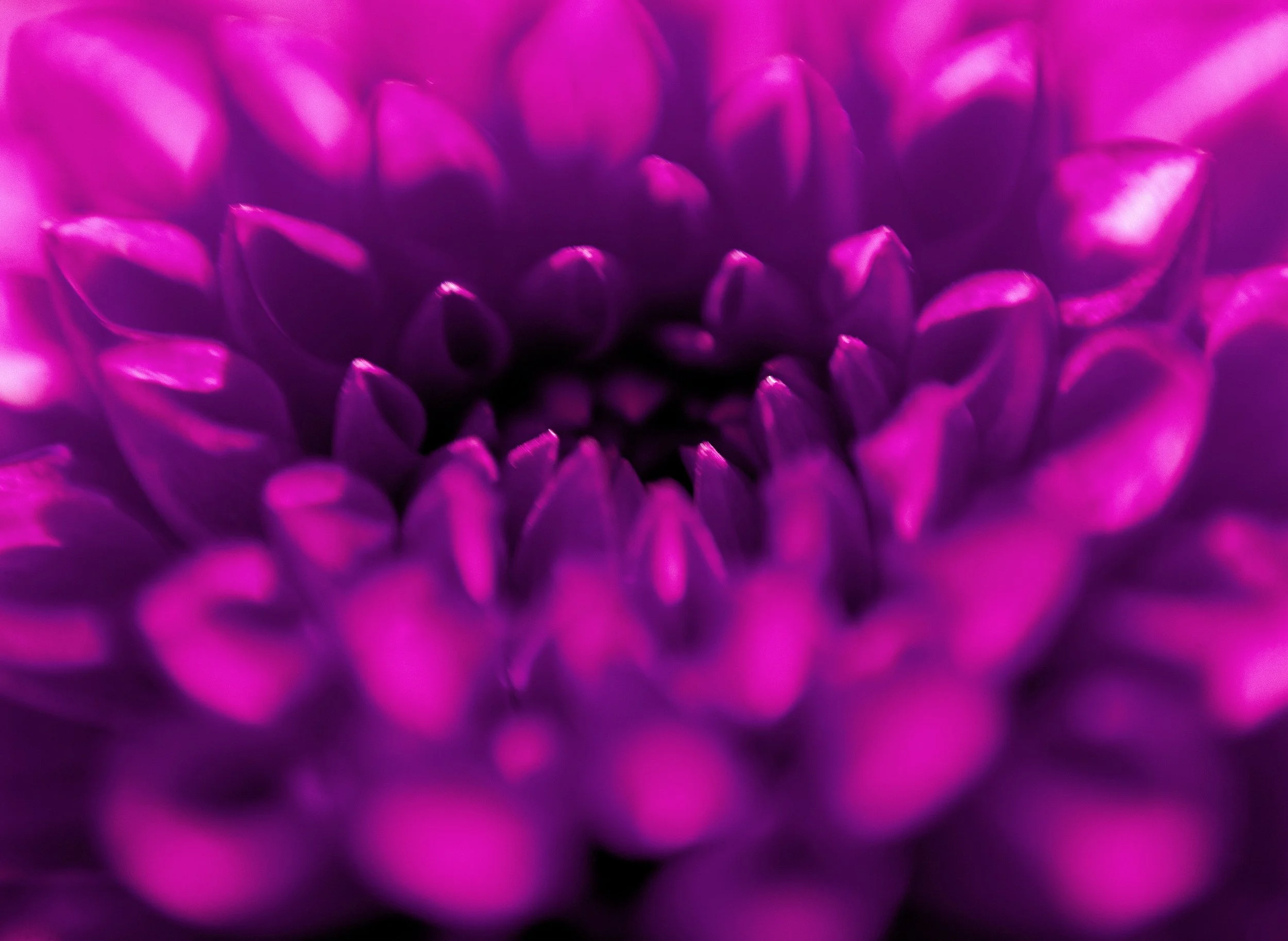 Flower Power 6 V.jpg