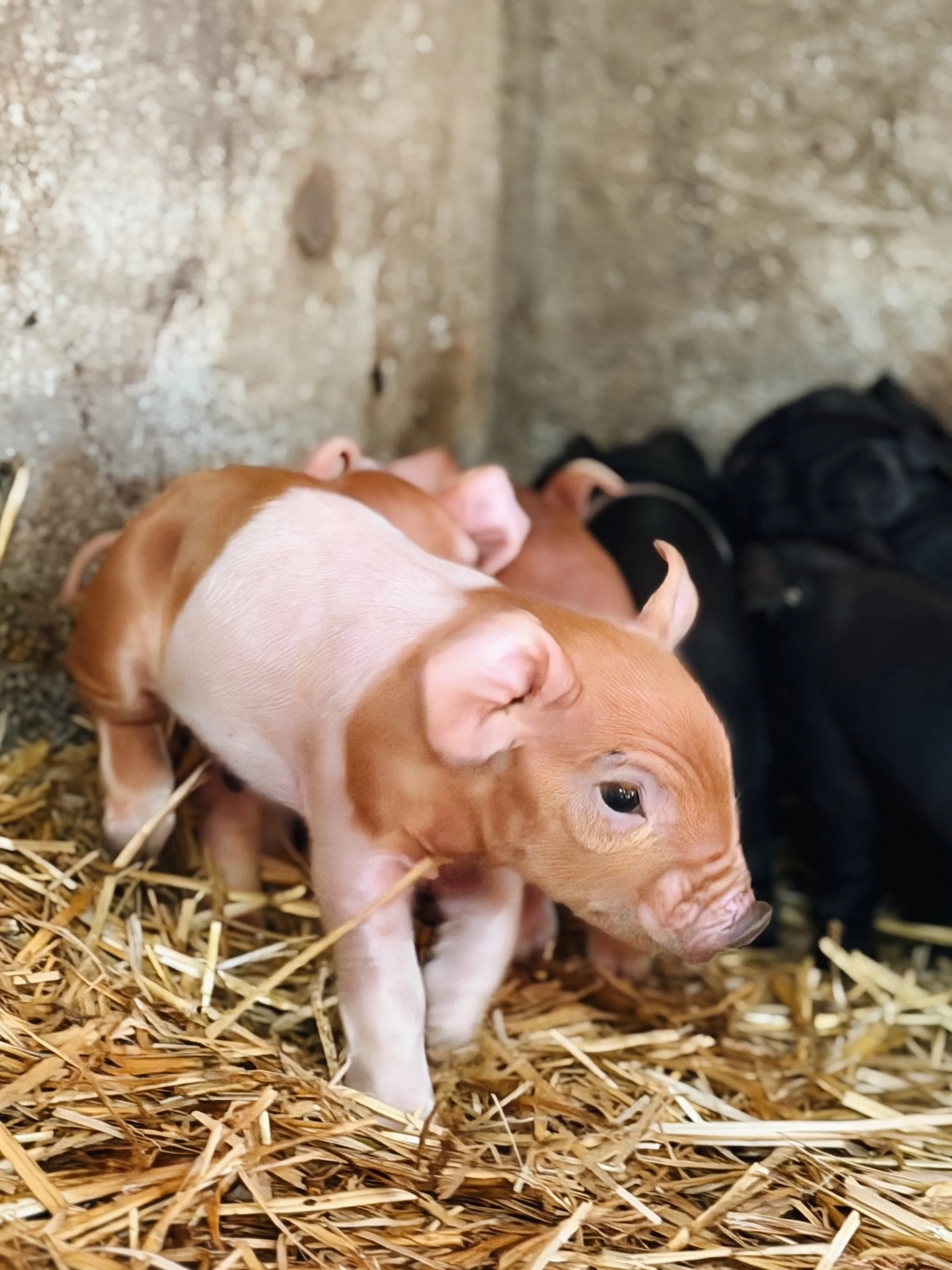 &hellip;cute, brand-new piglet content from Winney Farm to distract you since the ferries aren&rsquo;t running as of yet. They look like toffee and cotton candy. You&rsquo;re welcome. ☺️🥹

This is beautiful day to get out on the island and support a