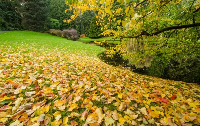 A park with a pond surrounded by trees with yellow and green leaves, fallen leaves on the ground, and a grassy area.
