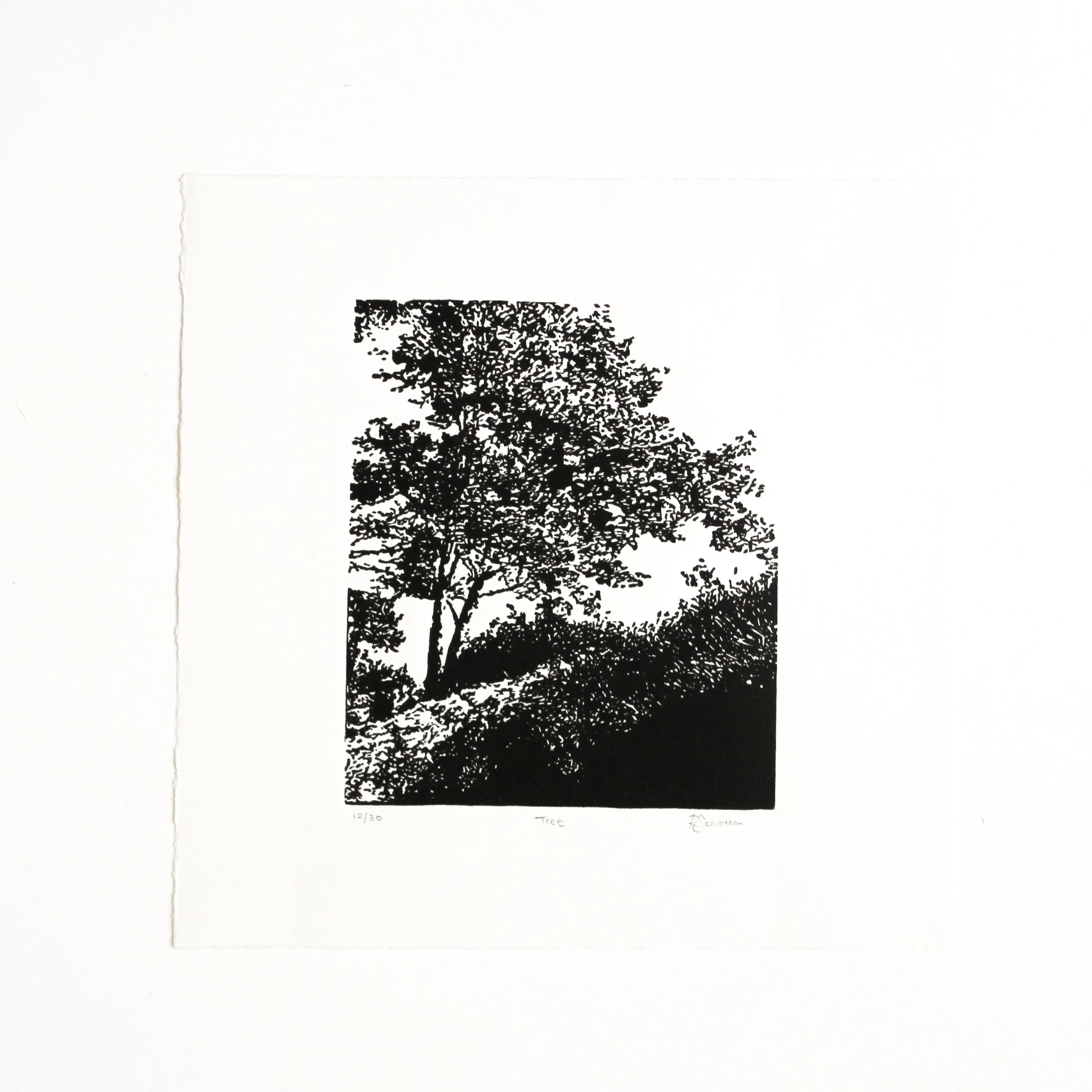 Tree Linocut by Rachel Hopkins (2).jpg