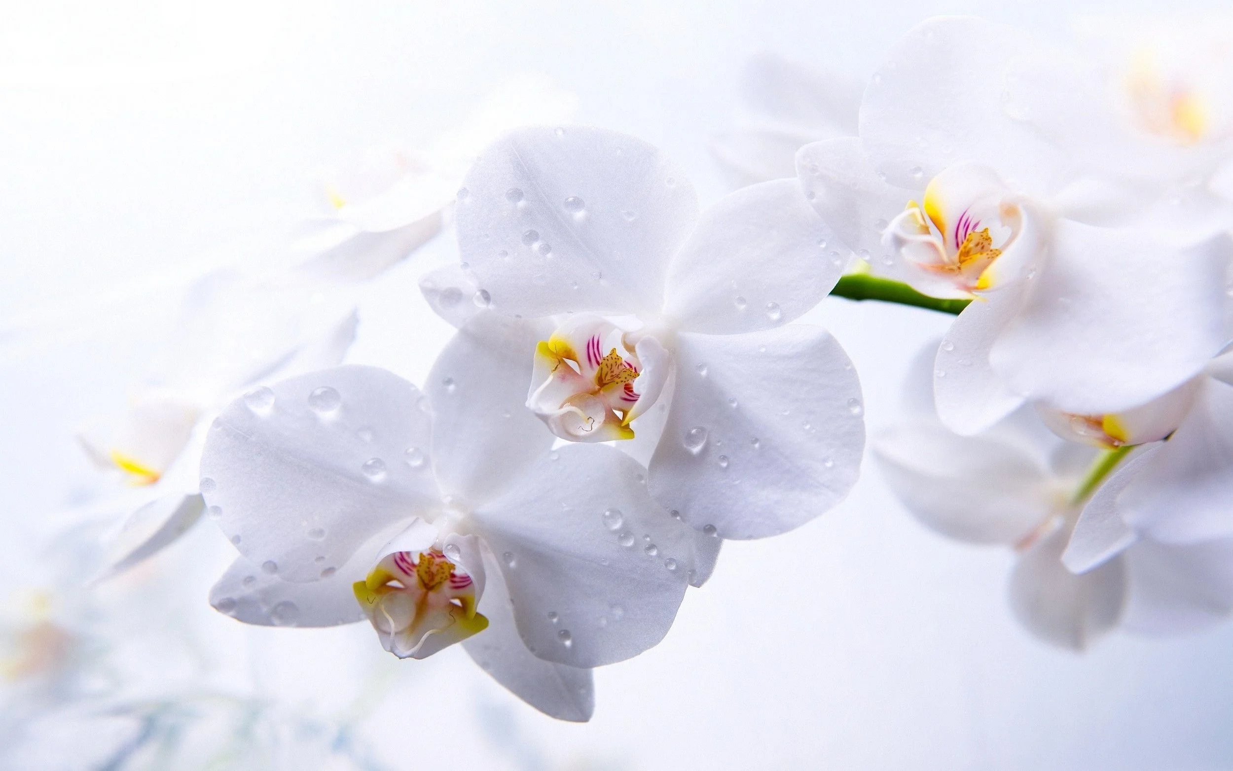 Close-up of white orchid flowers with water droplets on petals.