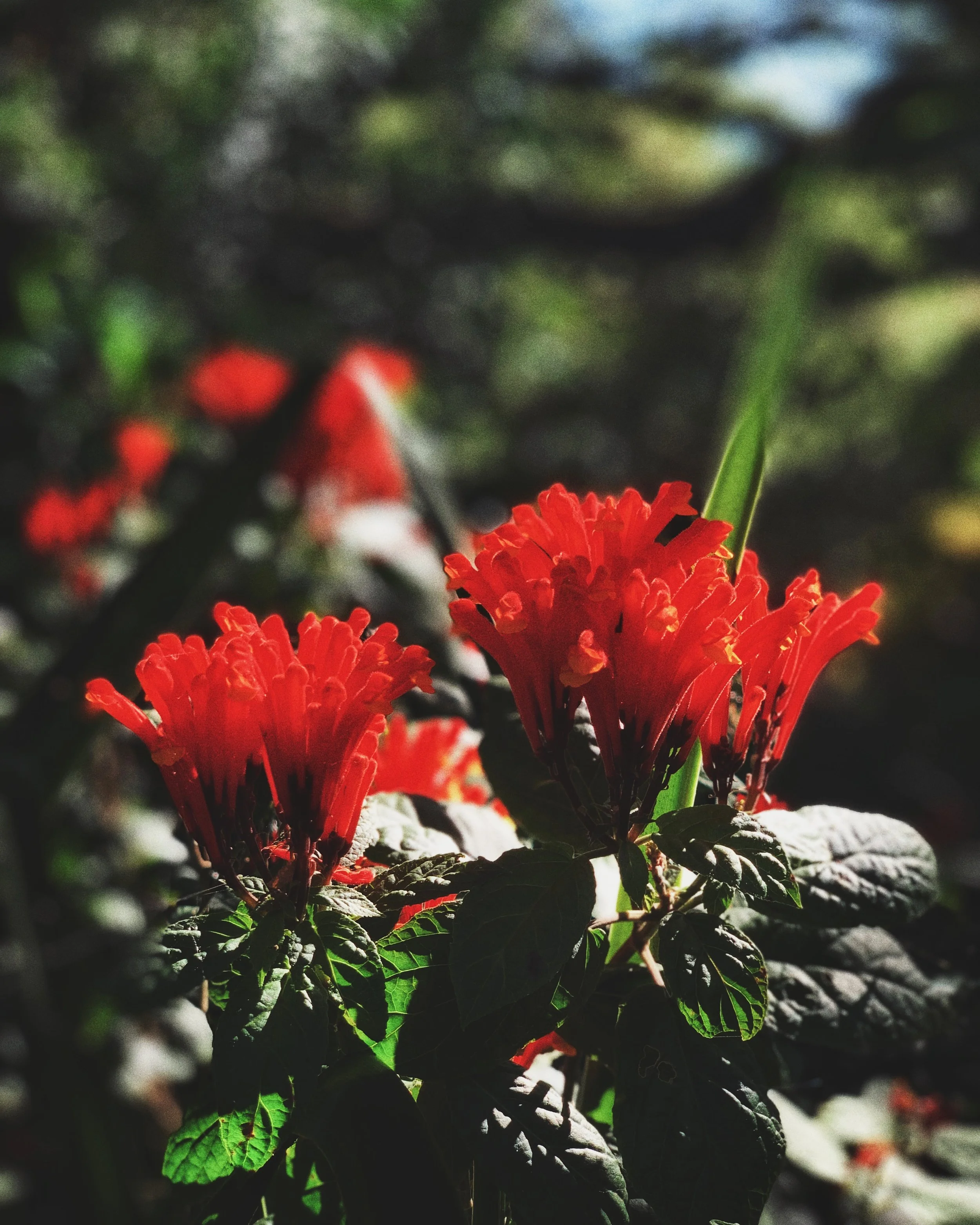 BD61F452-D87B-4D8C-84FE-2AB351F29B11.jpeg