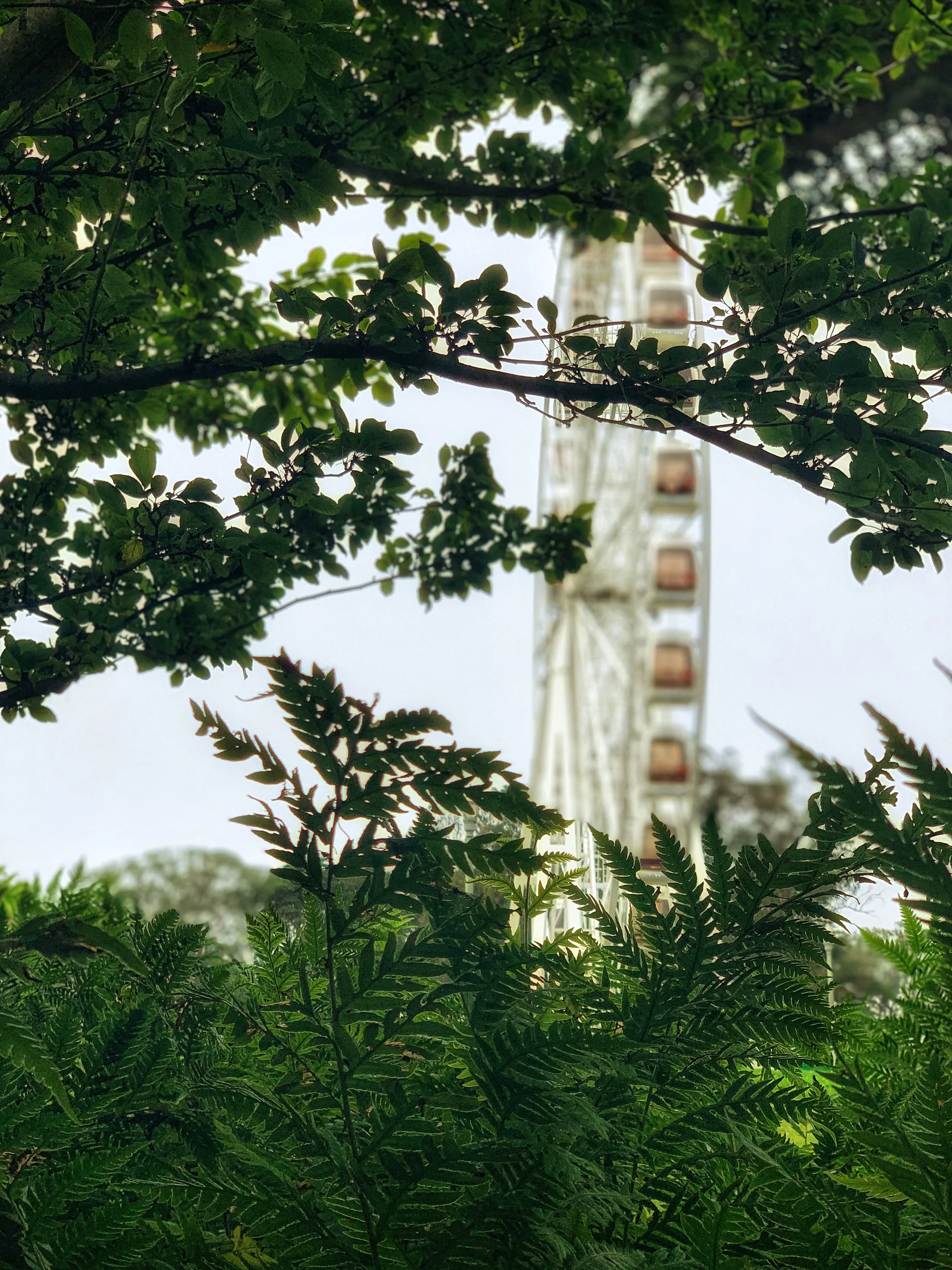 IMG_2627.jpeg