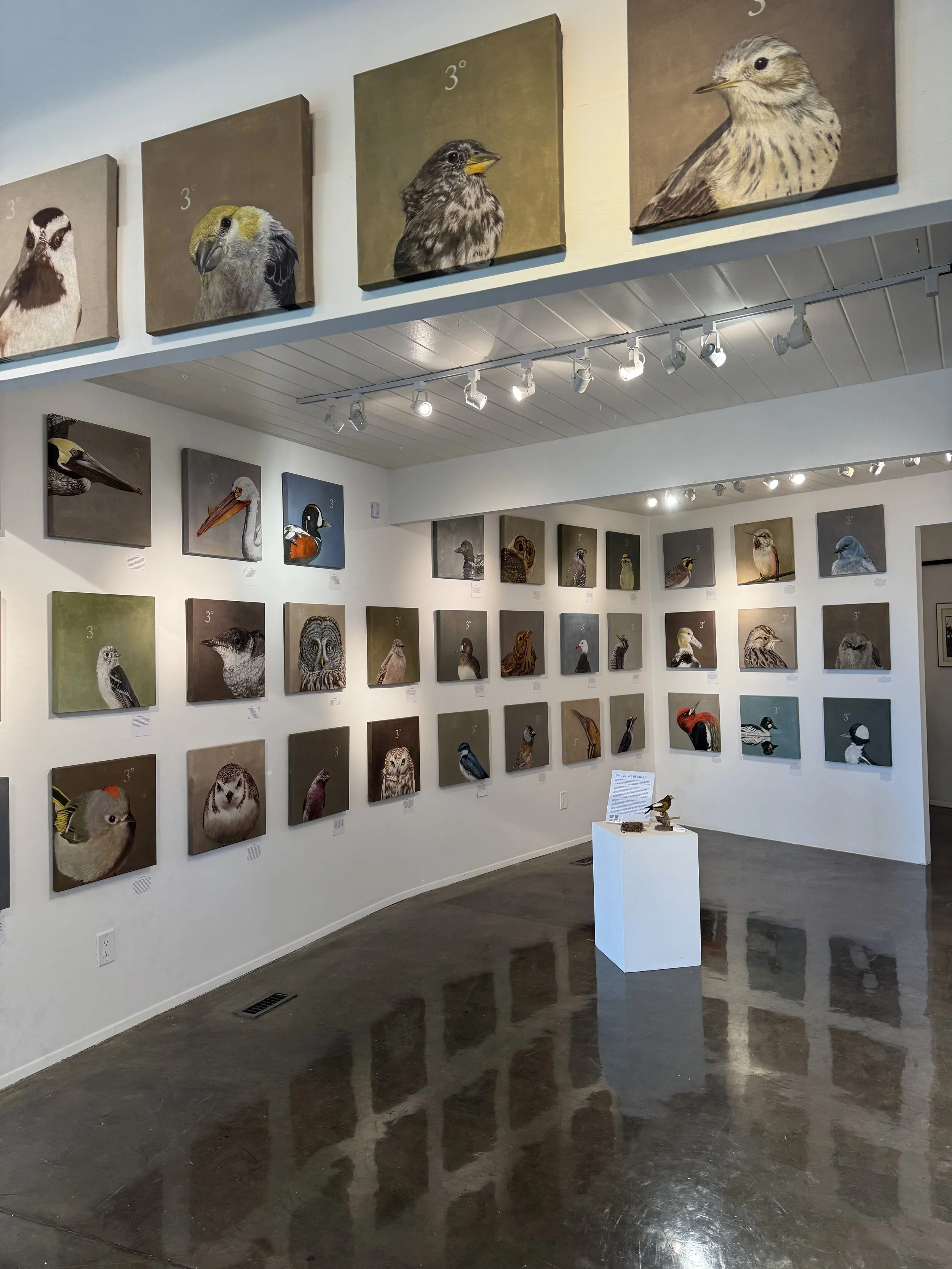 Gallery Installation