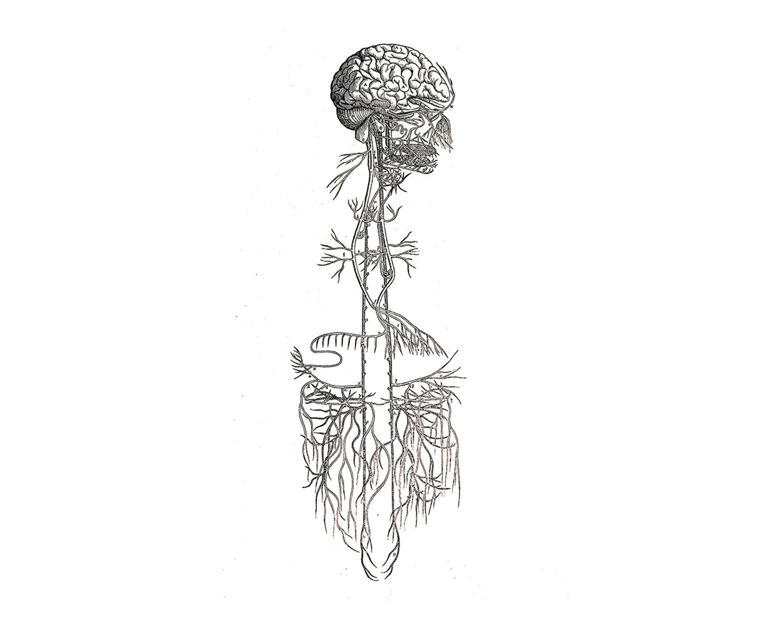 A detailed botanical illustration of the human nervous system, with an emphasis on the brain, spinal cord, and extensive network of nerves extending throughout the body.