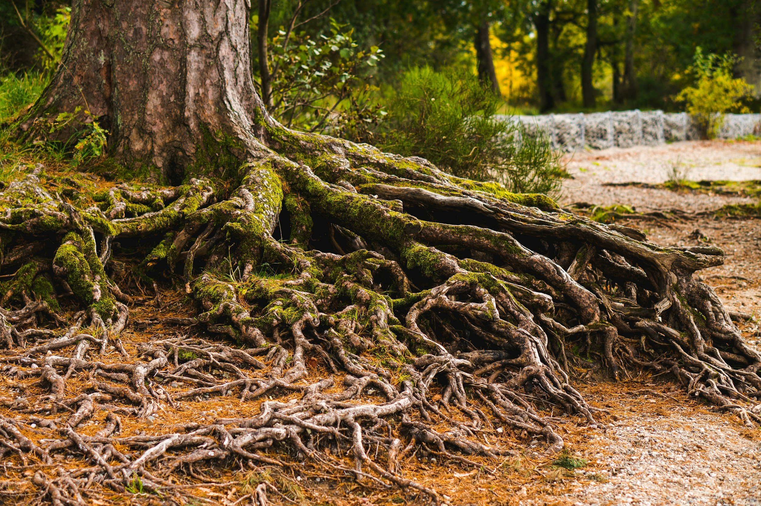 Close-up of a tree trunk with large roots covered in moss in a forest, with a sandy path and green foliage in the background.