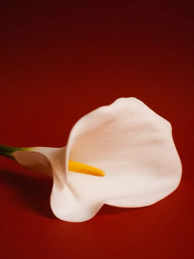 white flower