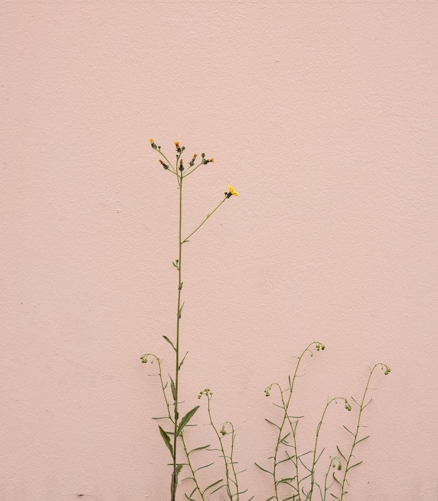 flower in front of a pink background