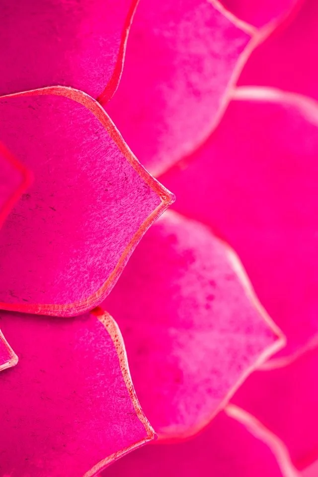 Close-up of bright pink succulent plant leaves with a slight fuzz and reddish edges.