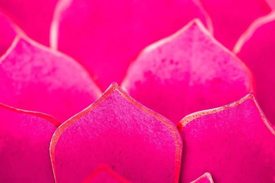 Close-up of pink succulent plant with fleshy leaves