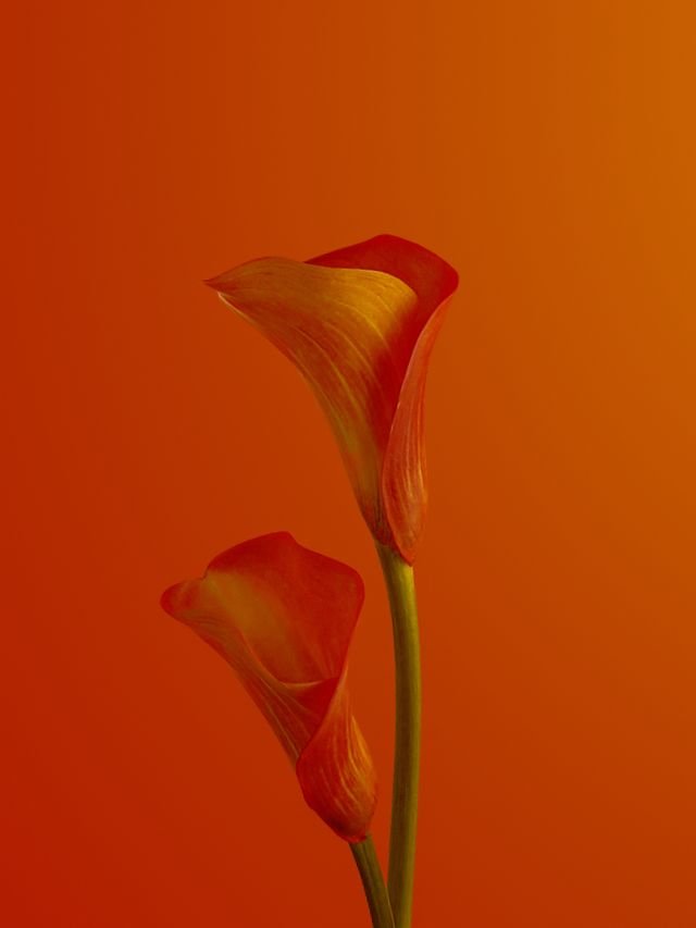 Close-up of two orange calla lily flowers against an orange background.