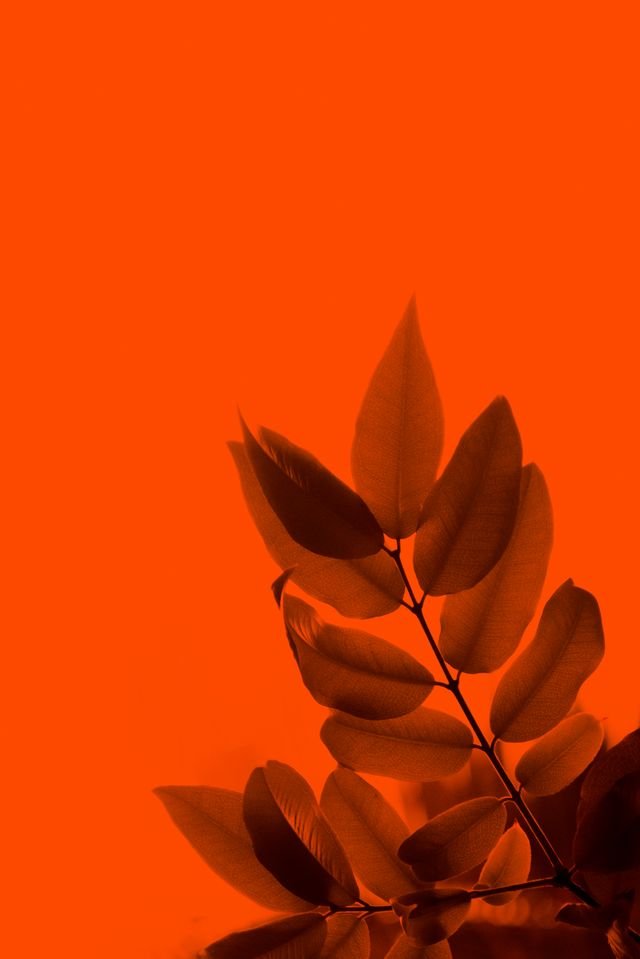 red leaves