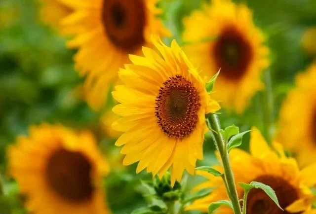 Close-up of a sunflower surrounded by other sunflowers in a field.