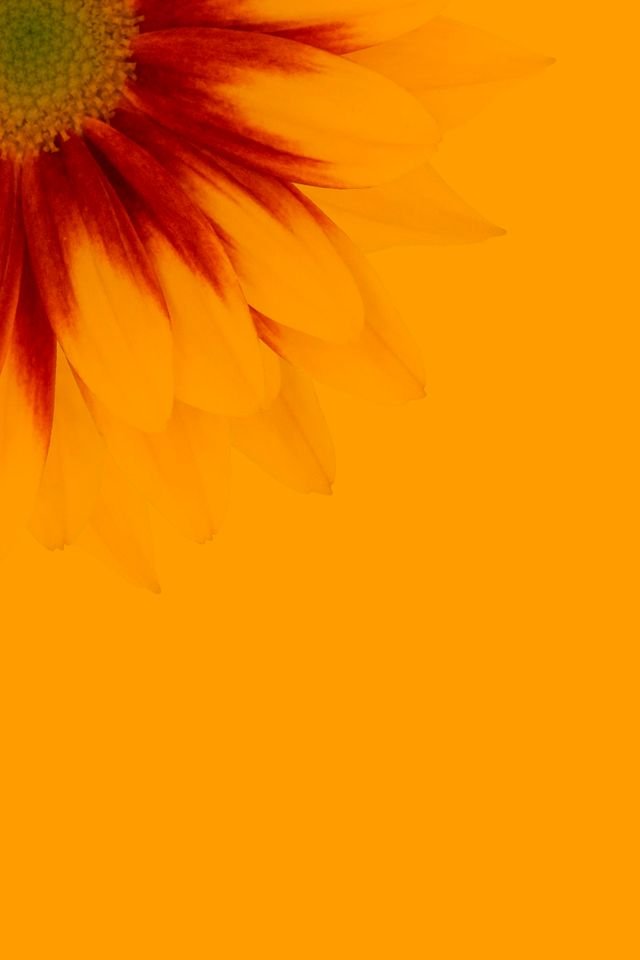 Close-up of a sunflower with orange petals against an orange background.