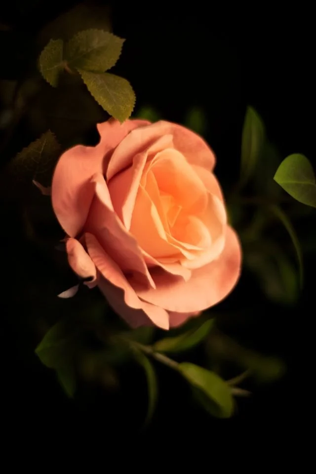 pink rose