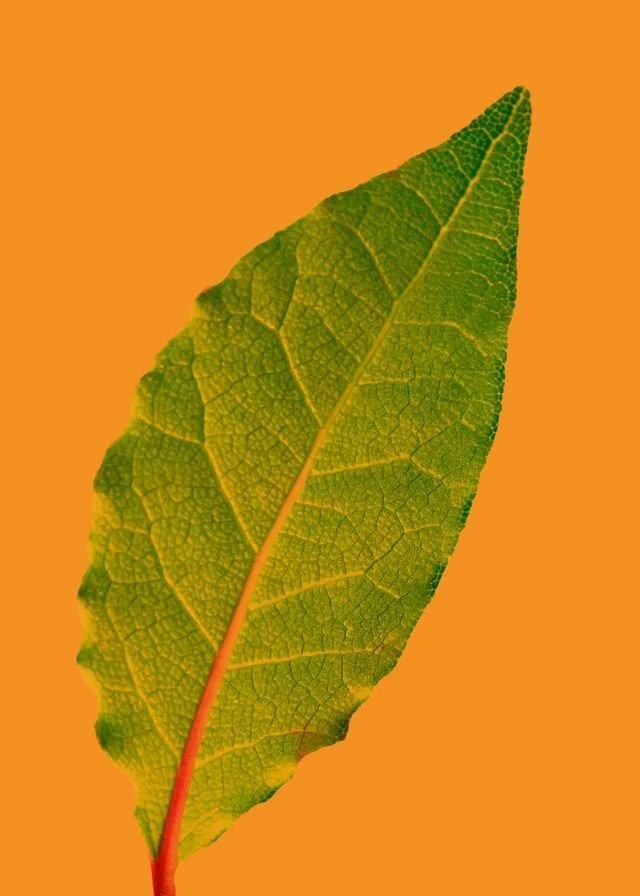 Close-up of a green leaf with visible veins against an orange background.