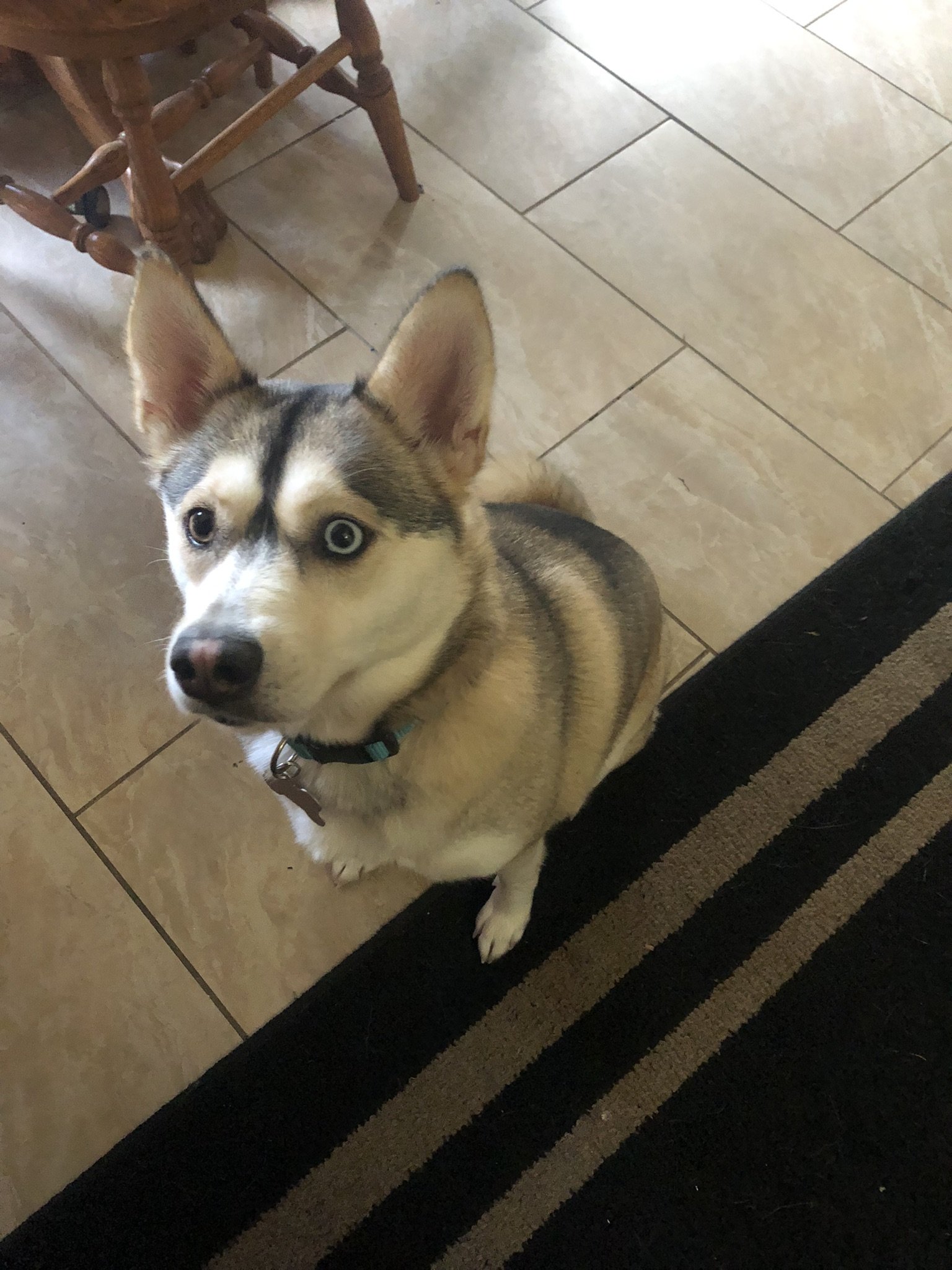 A Siberian Husky dog with blue eyes looking up at the camera in a home kitchen with tiled floor and wooden dining furniture.