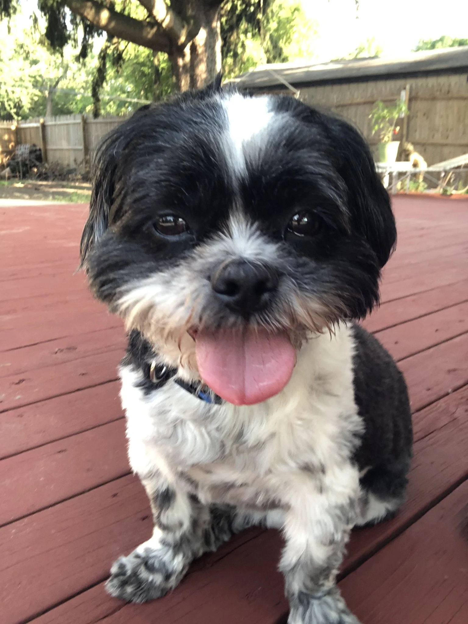 Close-up of a cute black and white puppy with its tongue out, sitting on a red wooden deck outdoors with trees and a fence in the background.