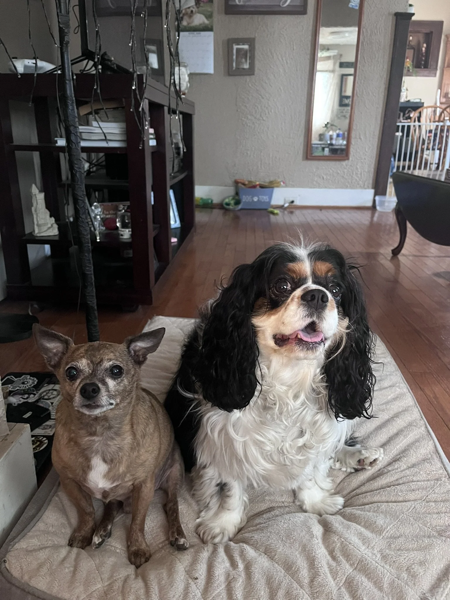 A Cavalier King Charles Spaniel with long, curly black and white fur and a Chihuahua with short, tan fur, sitting side by side on a quilted beige blanket inside a house.