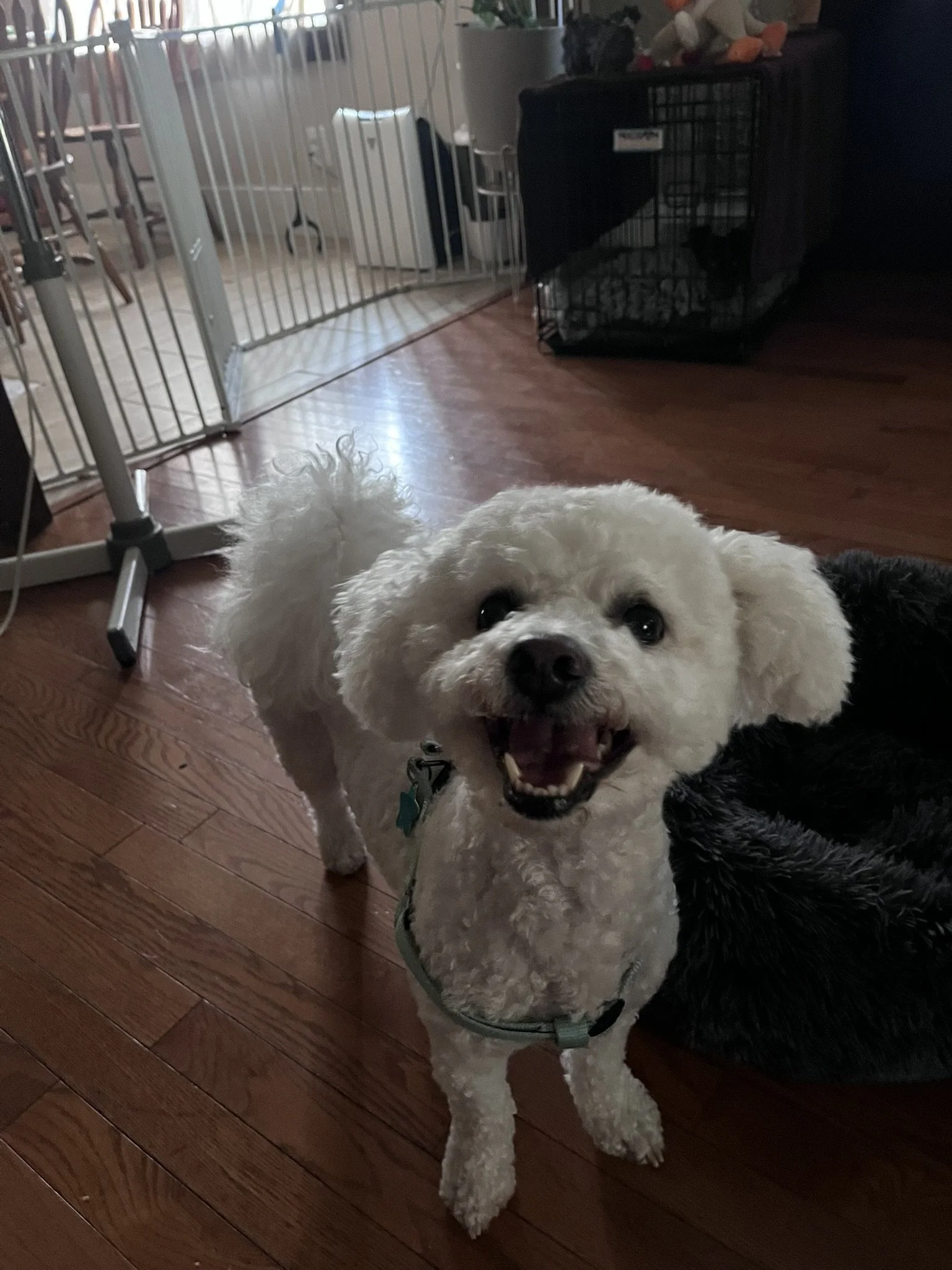 A cute white poodle dog with curly fur sticking out its tongue. The dog is inside a room with wooden floors, near a black pet crate and a metal baby gate.
