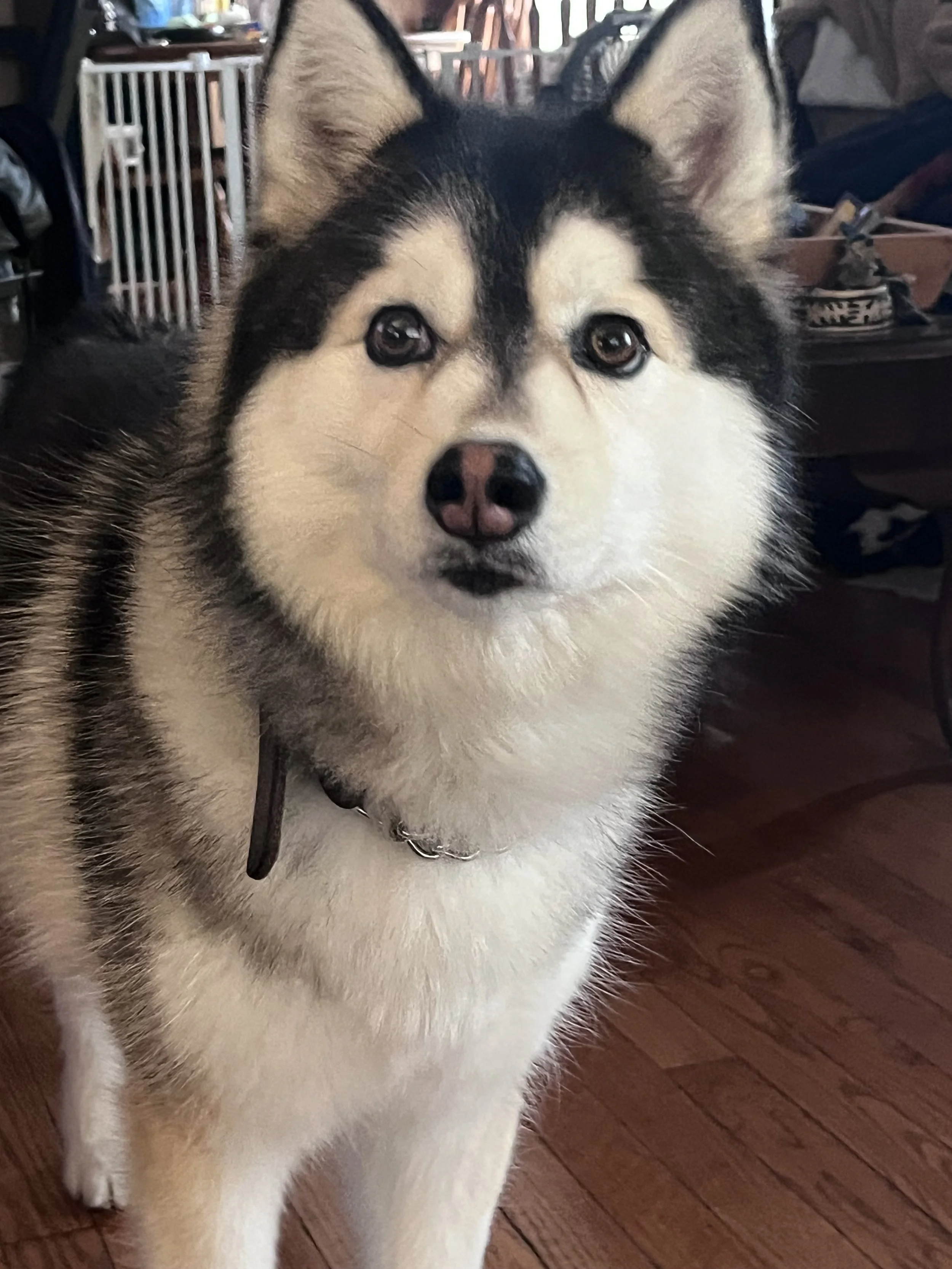 Close-up of a Siberian Husky dog with piercing eyes, black and white fur, and characteristic facial markings, indoors on a wooden floor.