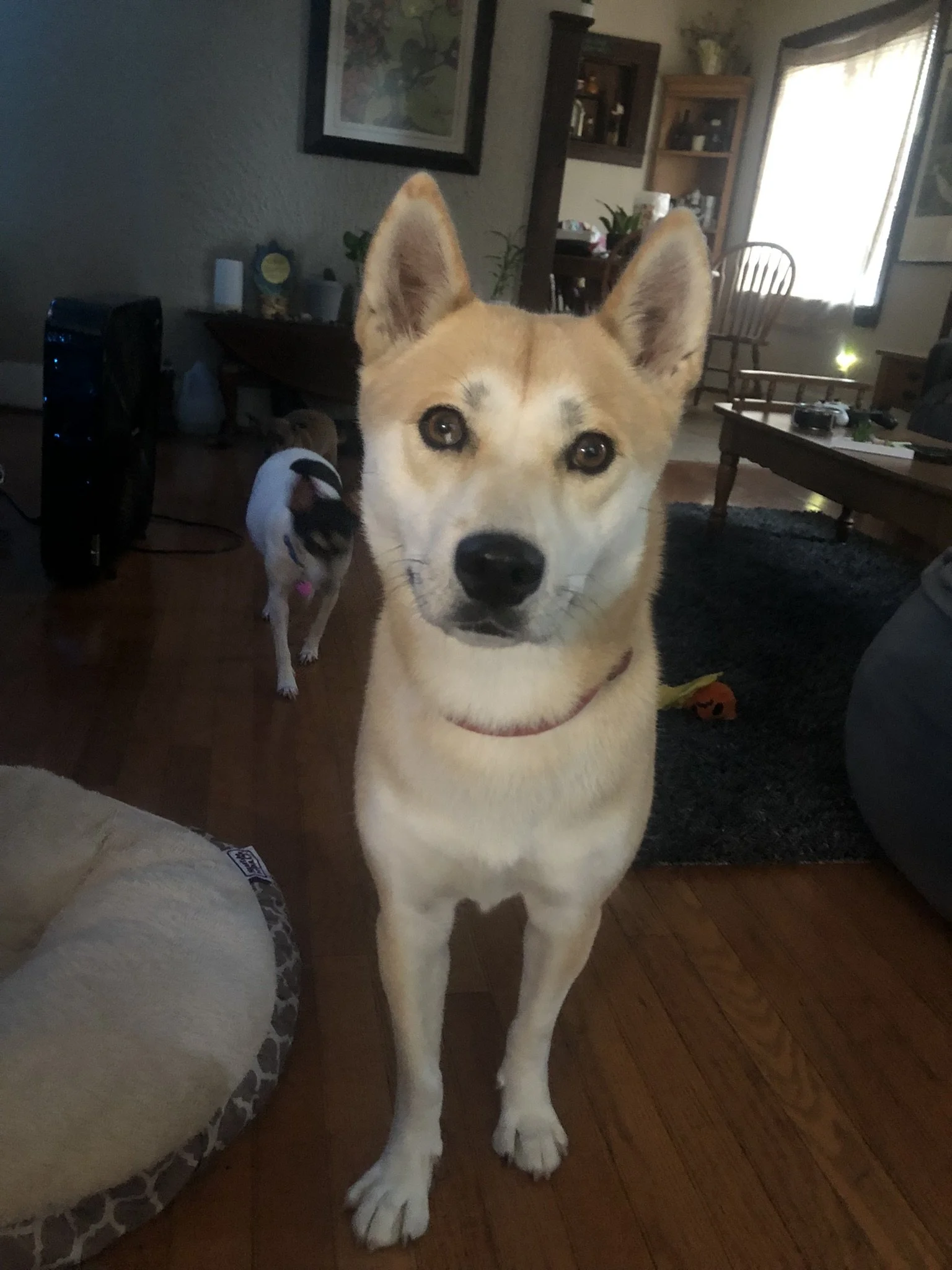 A close-up of a cream-colored dog with pointy ears and brown eyes, standing inside a living room. In the background, there is another smaller dog, furniture, and a window letting in natural light.