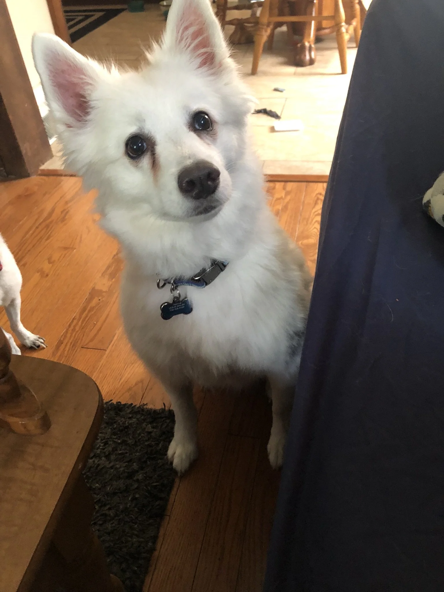A white dog with pointy ears and dark eyes sitting on a wooden floor indoors, looking up at the camera. The dog is next to a person wearing dark pants. In the background, wooden chairs and a table are visible.