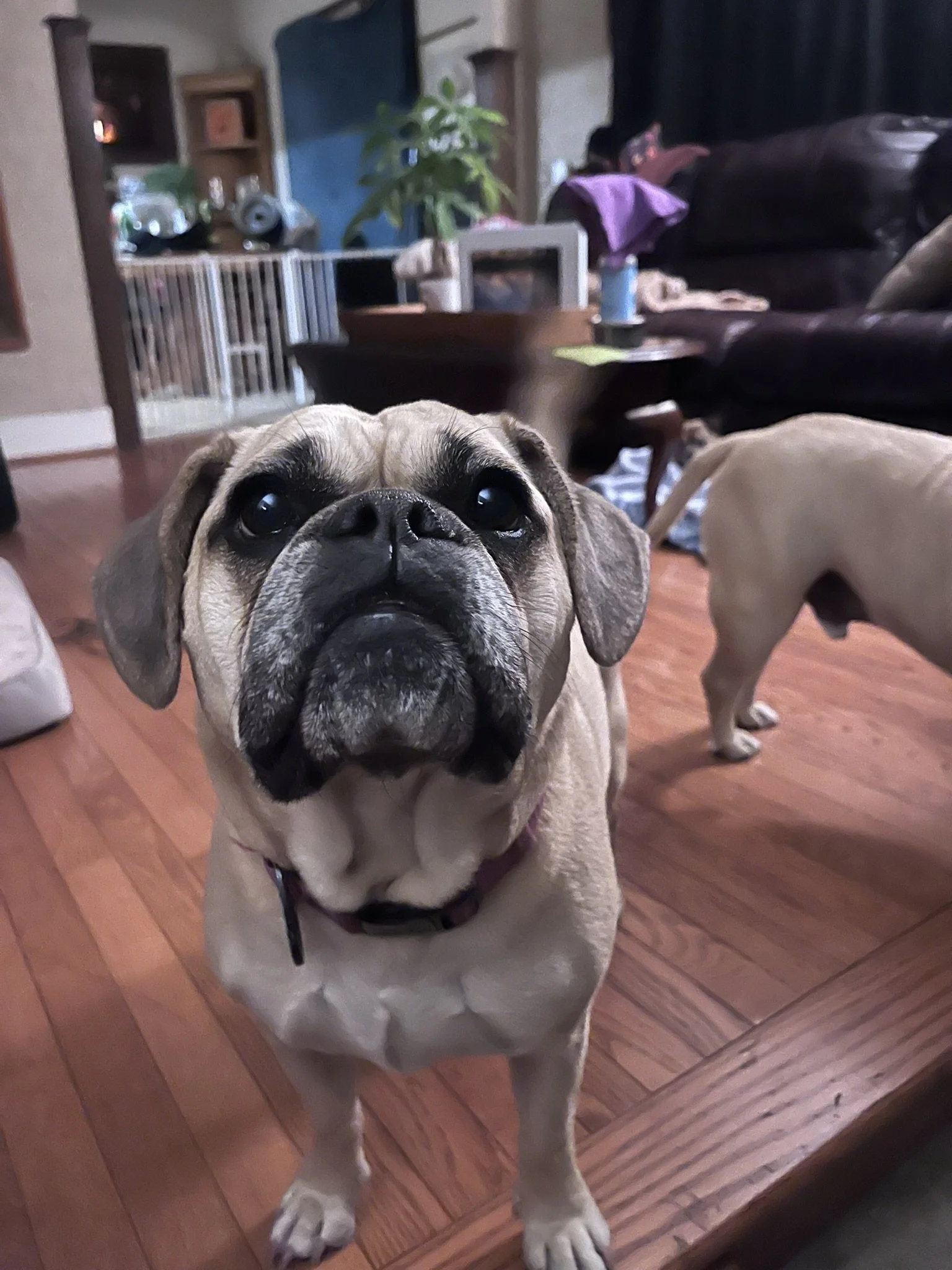 A close-up of a brindle and cream-colored French Bulldog with big dark eyes, standing on a polished wooden floor in a living room. In the background, a second dog is partially visible, facing away. The room has furniture, a TV, and various household 