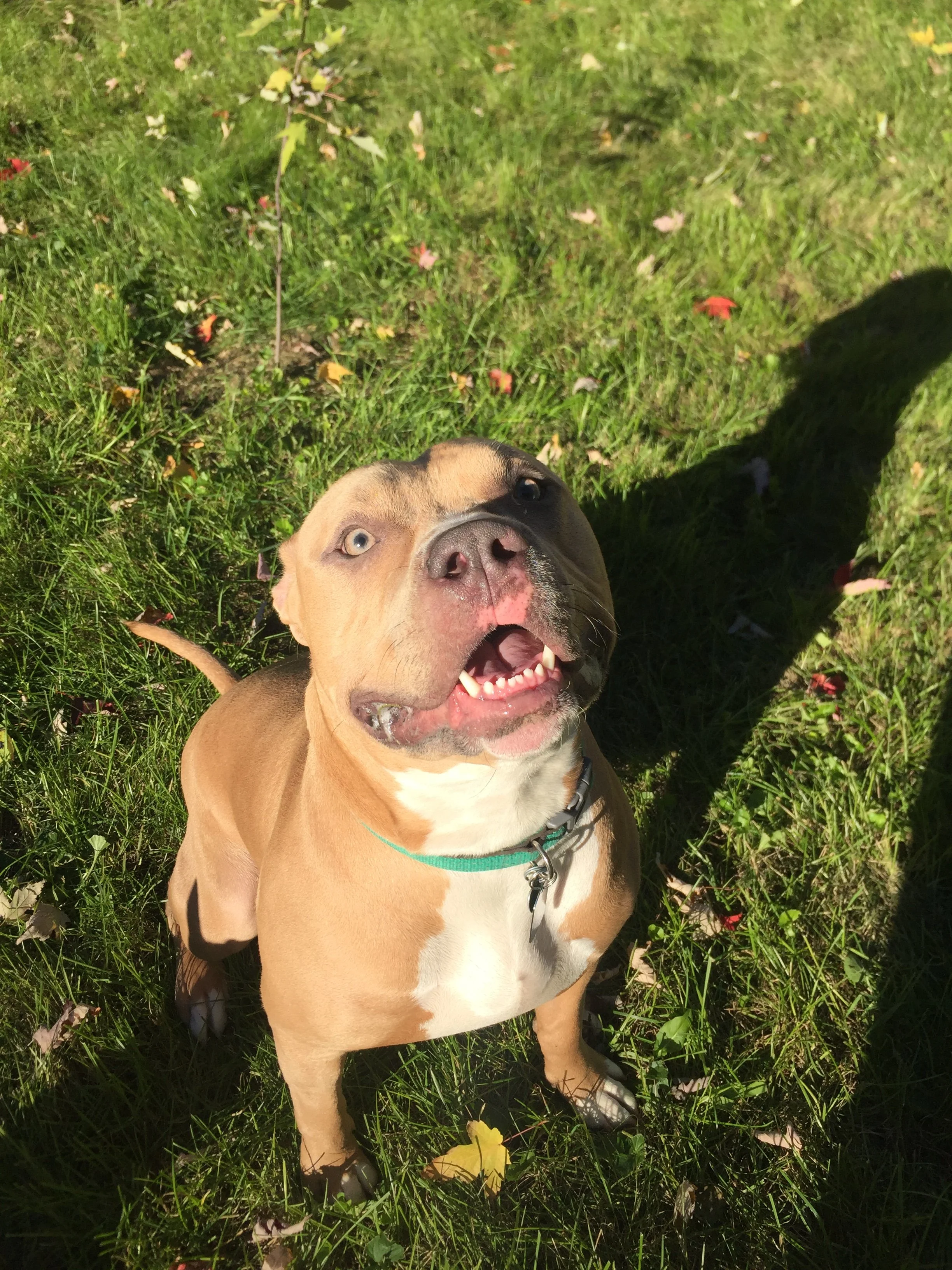 A happy brown and white dog with blue eyes and a teal collar looking up at the camera while standing on green grass with fallen leaves.