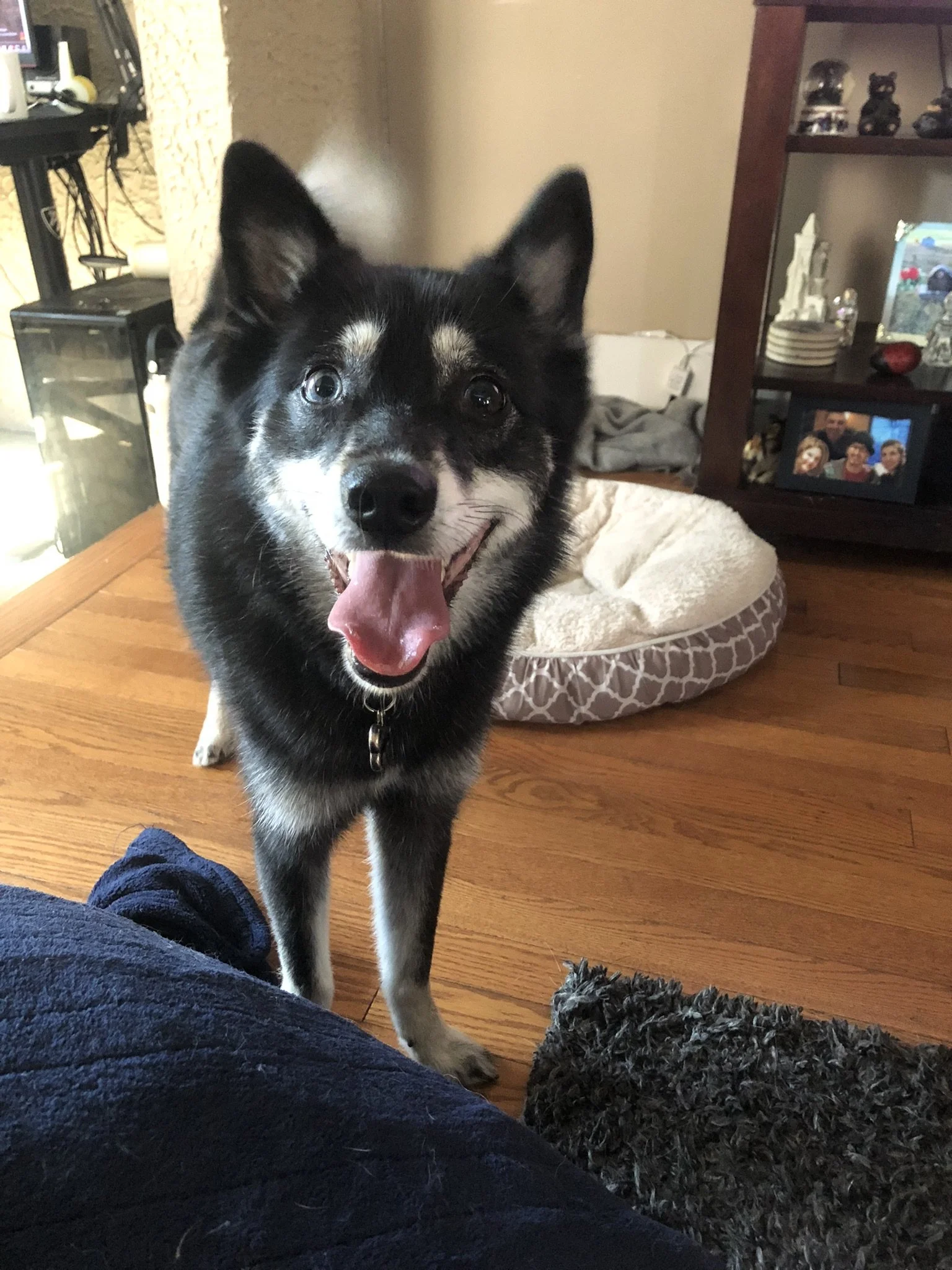 Black and white dog with open mouth, tongue out, and bright eyes standing on a hardwood floor in a living room.