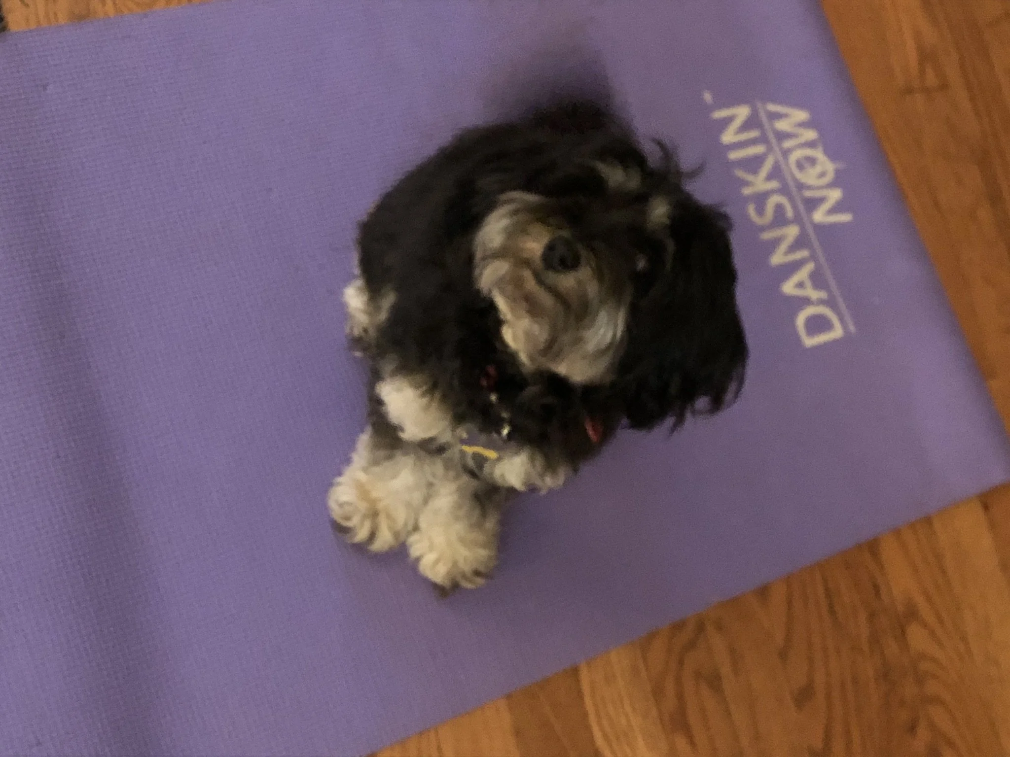 Small black and white dog lying on a purple yoga mat that says 'DAKOTA NINJA' in white letters, on a wooden floor.