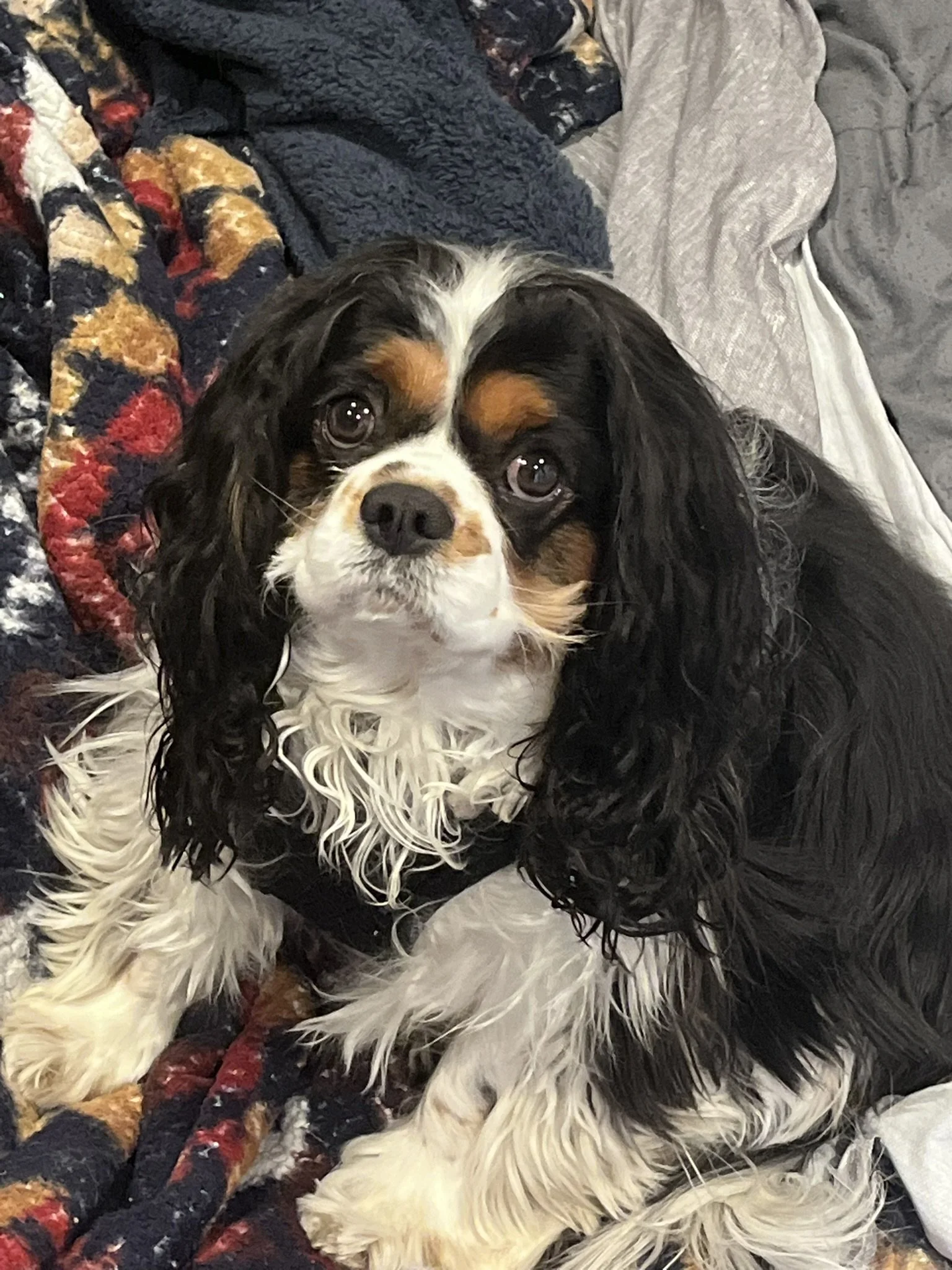 A close-up of a Cavalier King Charles Spaniel dog with large brown eyes, black and white fur with brown markings on the face, lying on a multicolored fleece blanket and gray clothing.