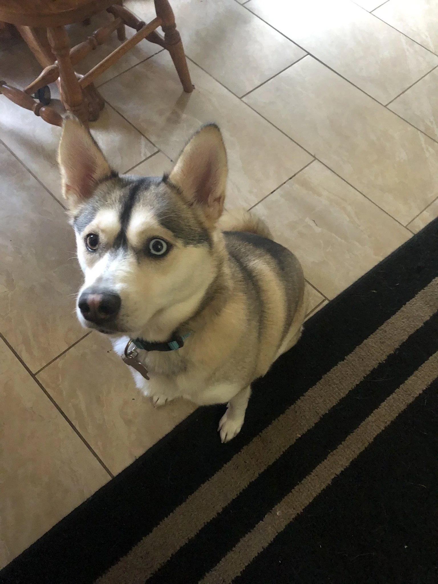 A Siberian Husky with blue eyes looking up at the camera, sitting on a tiled floor near a black and beige striped rug. Part of a wooden chair and table are visible in the background.