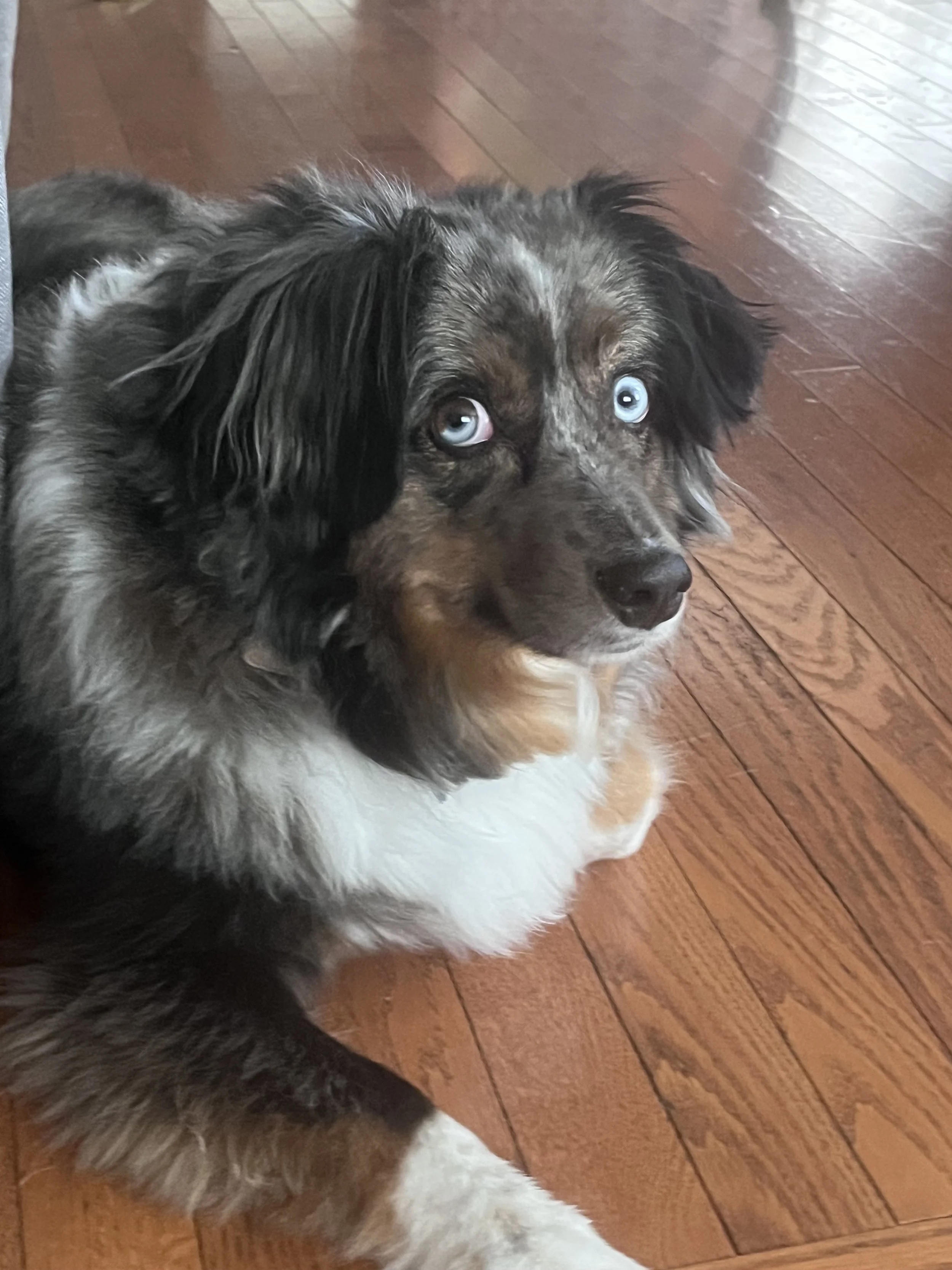 A dog with heterochromia, one eye blue and one eye brown, lying on a wooden floor.