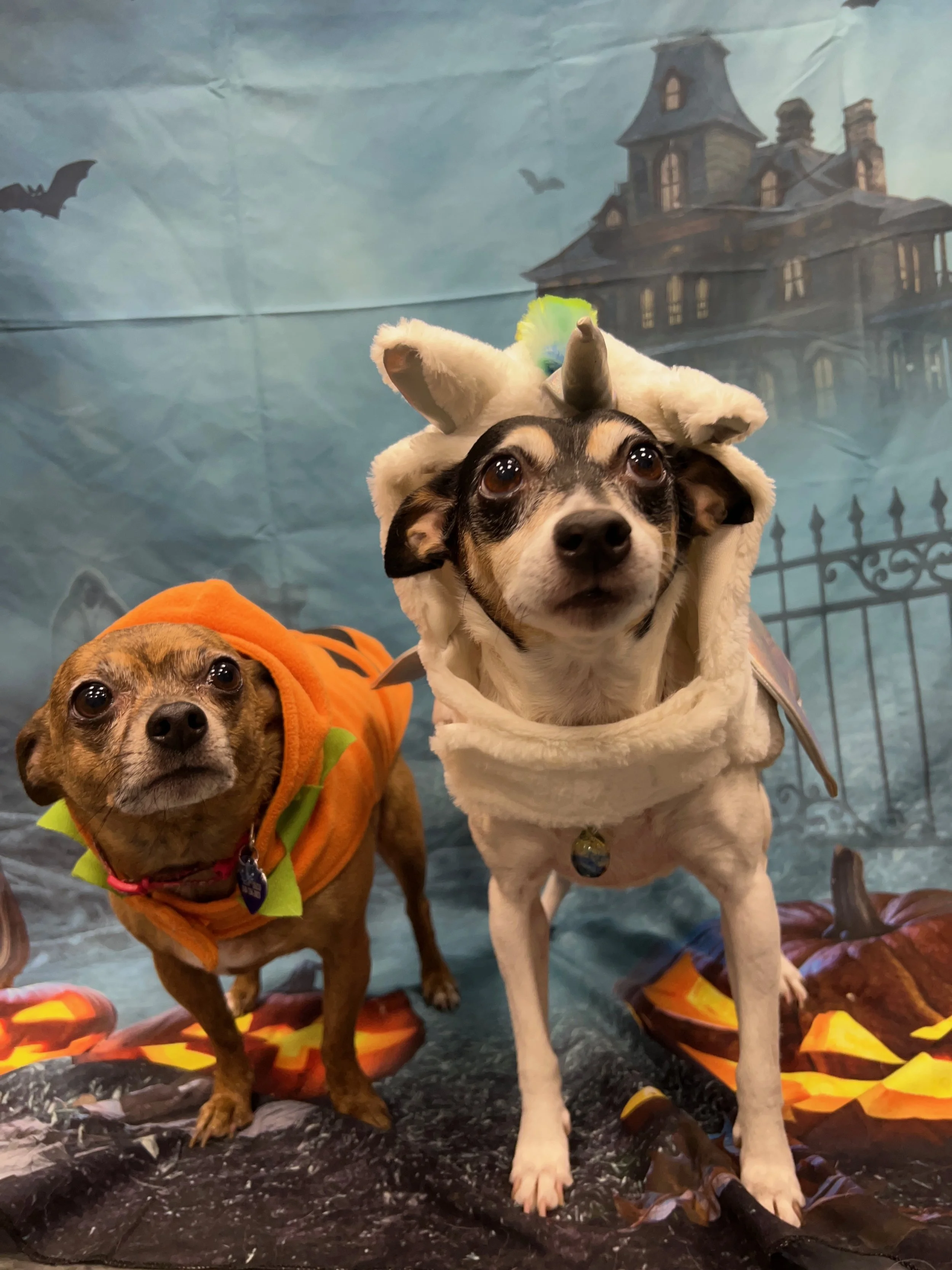 Two dogs in Halloween costumes: one dressed as a pumpkin and the other as a unicorn, standing on a fall-themed backdrop with a haunted house and bats.