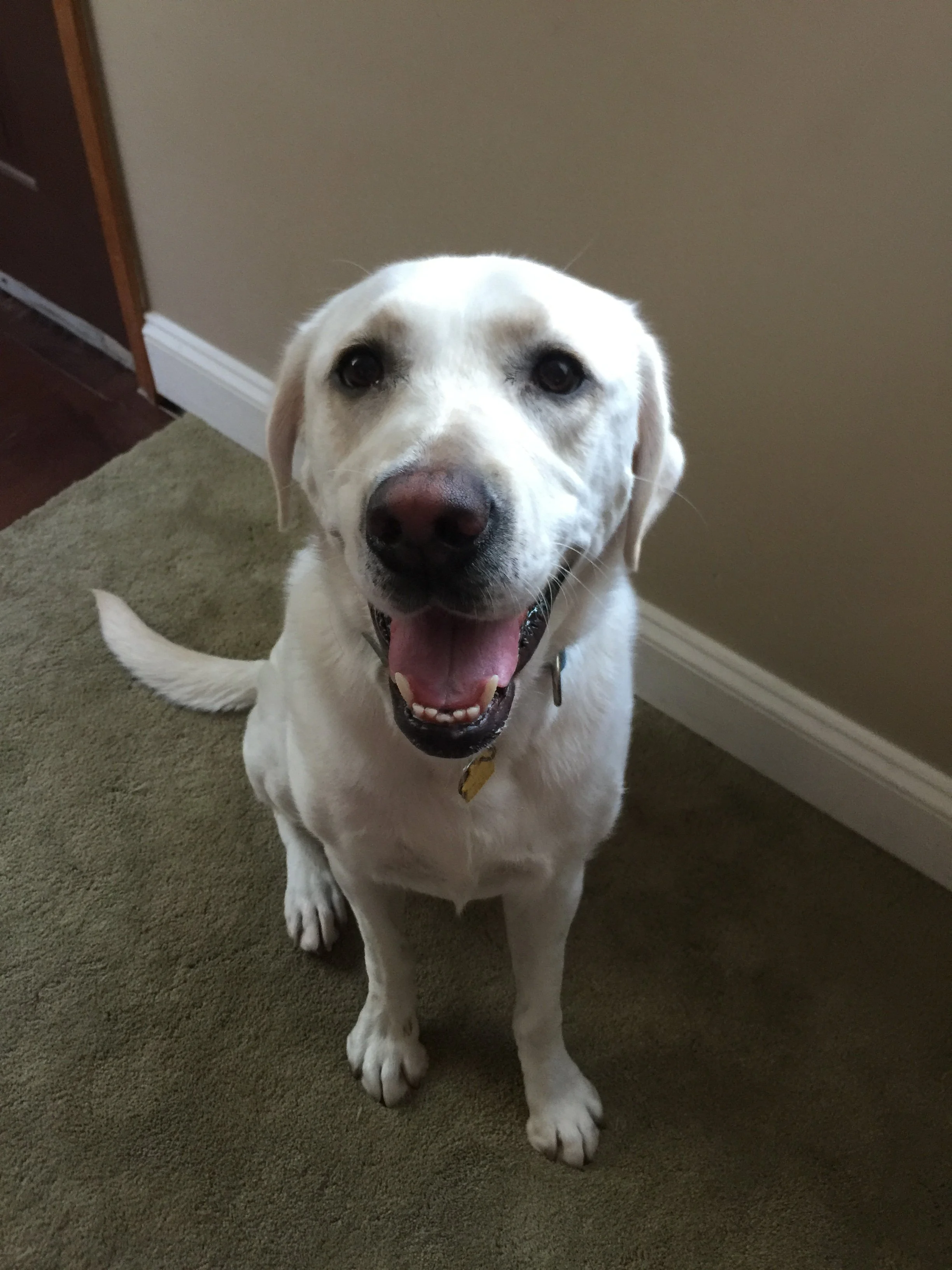 A happy Labrador Retriever dog with a cream-colored coat, sitting on a green carpet, looking at the camera with its mouth open.