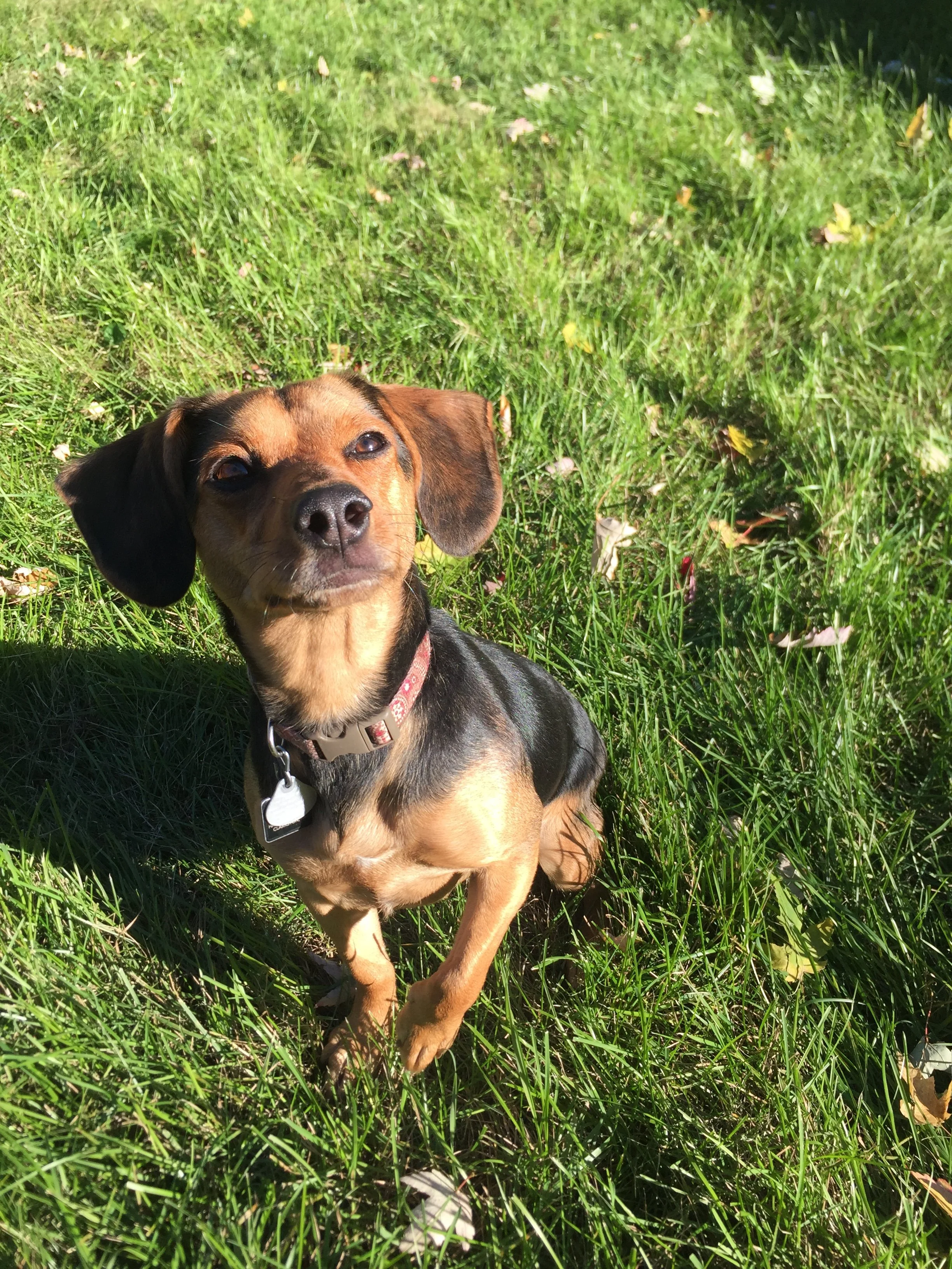 A small brown and black dog sitting in green grass with dappled sunlight.