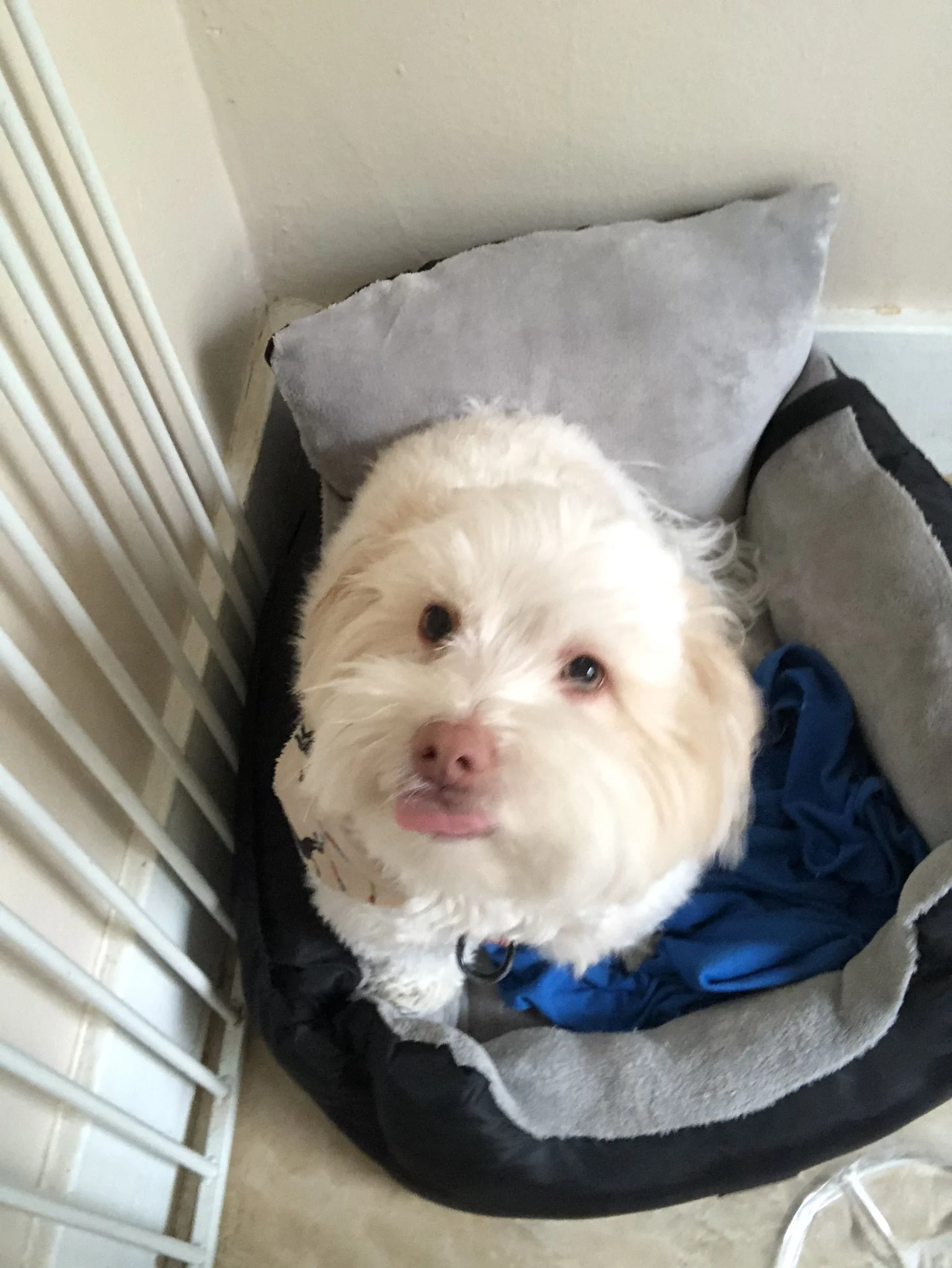 A small, fluffy, white dog with brown eyes and a pink tongue, sitting in a dog bed with a gray pillow and a blue blanket, near a white wall and radiator.