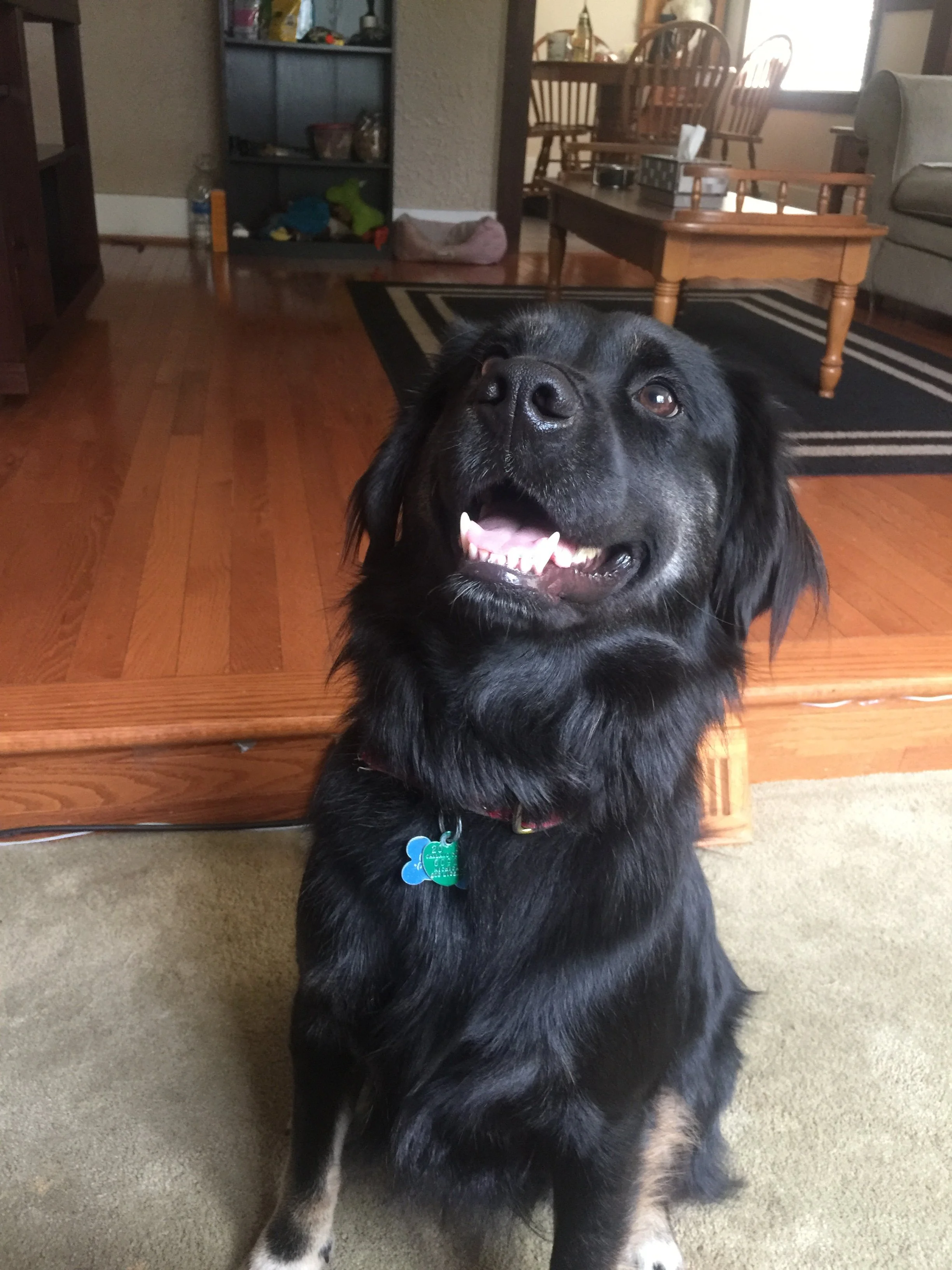 A happy black dog with a tag around its neck sitting on carpet in a living room, with wooden furniture and a black shelf in the background.