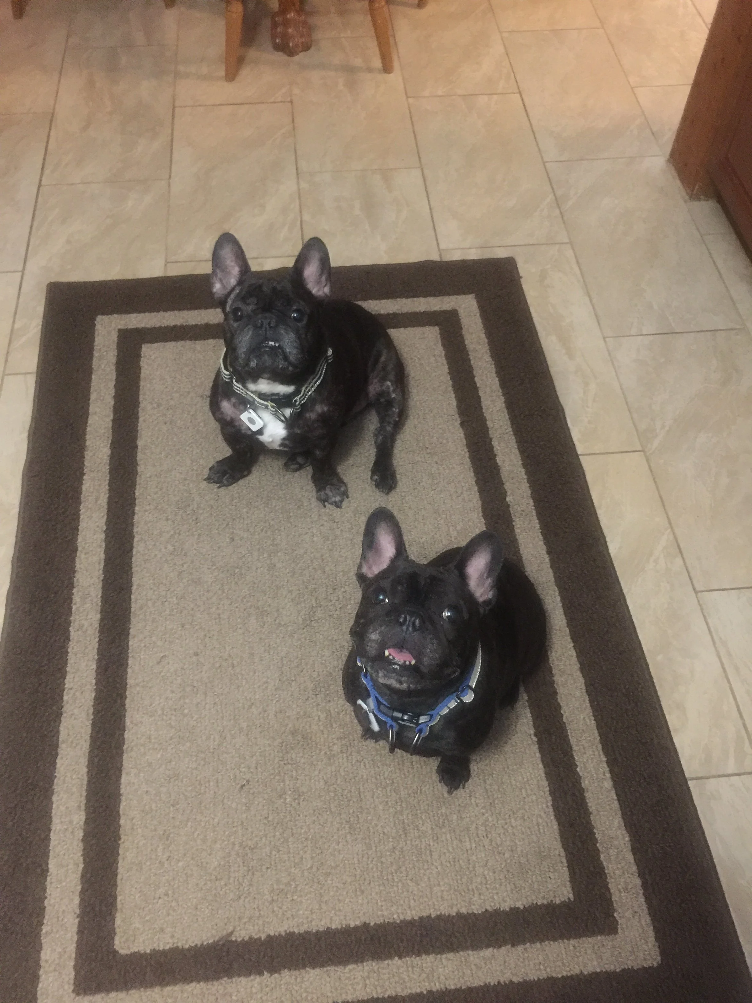 Two French Bulldogs sitting on a beige and brown patterned rug in a room with tiled floor. One dog is black with a blue harness, and the other is a brindle color with a collar. The black dog is looking up with its tongue slightly out, and the brindle