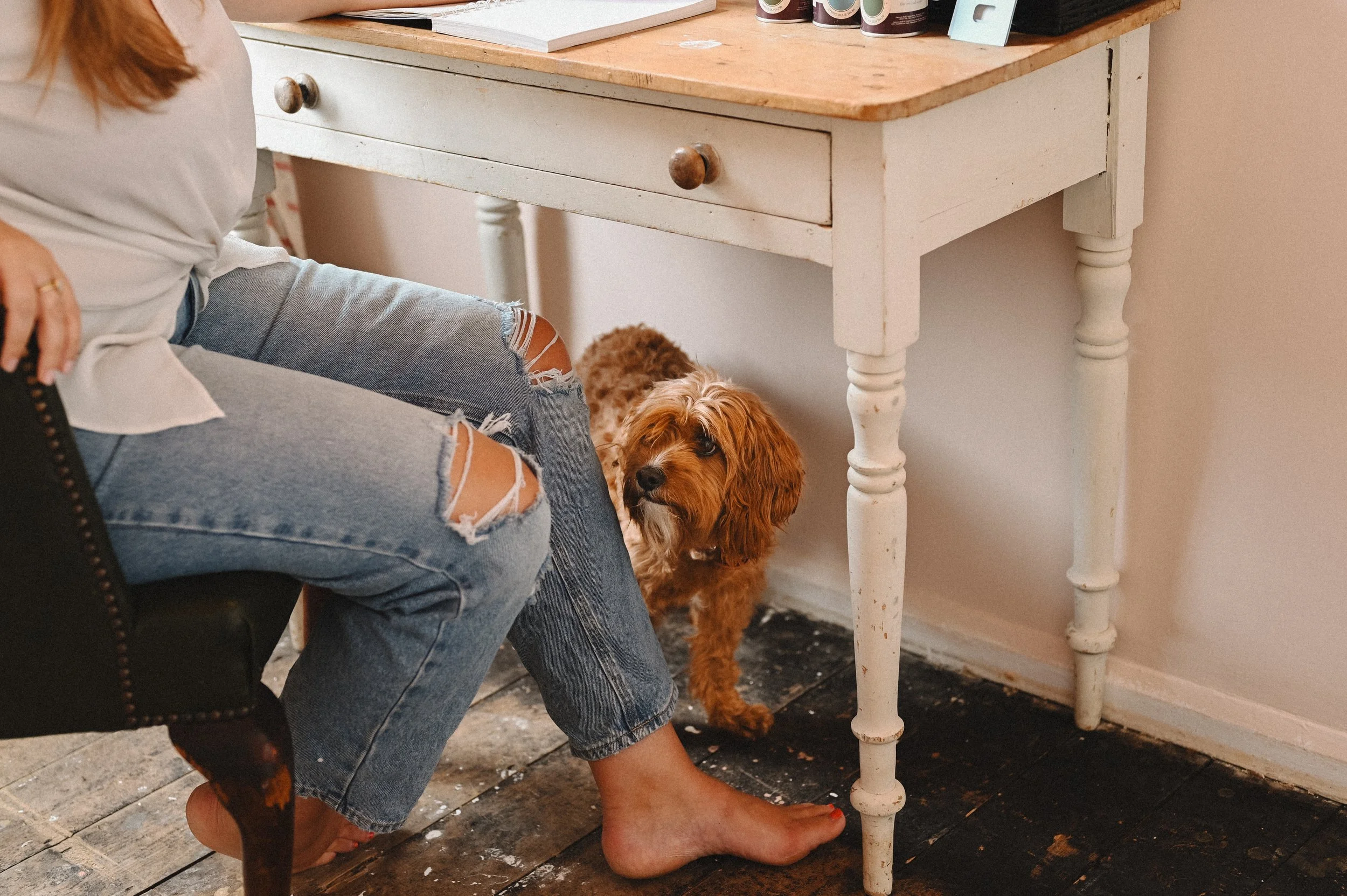 A person in ripped jeans and a white shirt sitting on a black chair, with their foot on the wooden floor, while a brown dog with curly fur stands beside them, looking at the camera. There is a white wooden table and some bottles on top in the background.