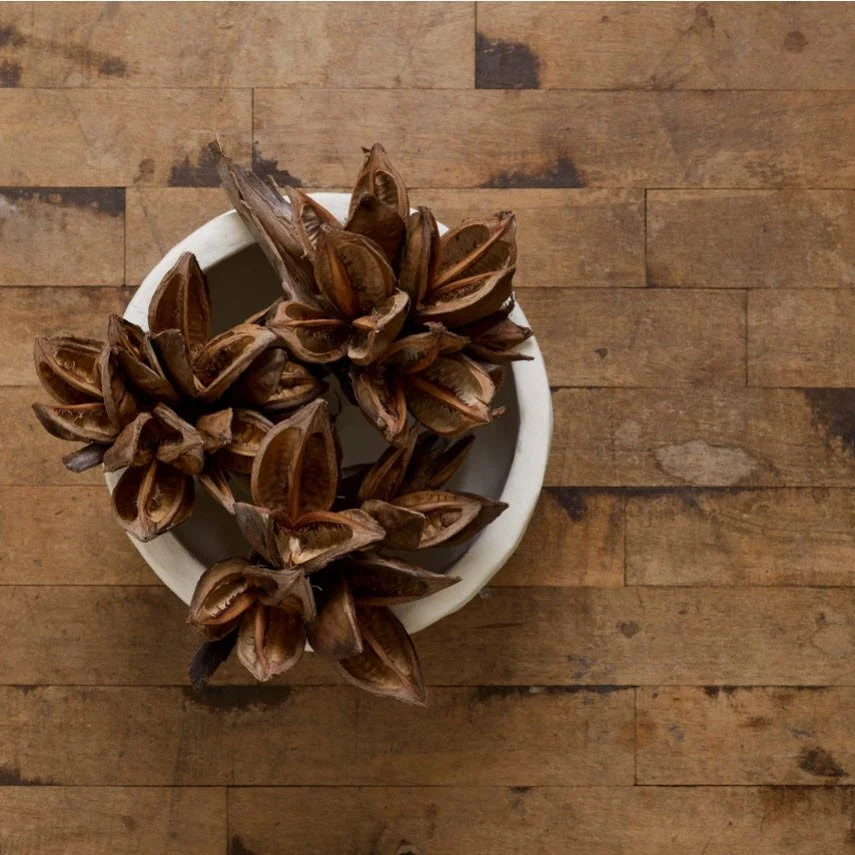 botanical seed pod star.jpg