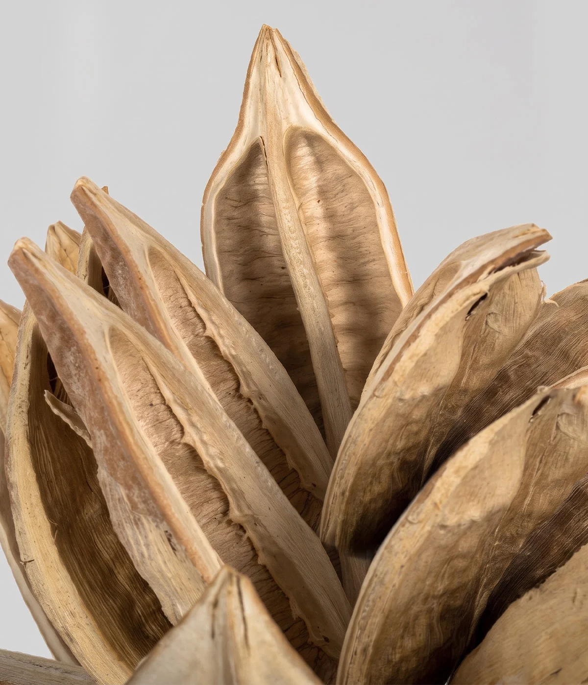 Dried Bleached Star Pod Close Up.webp