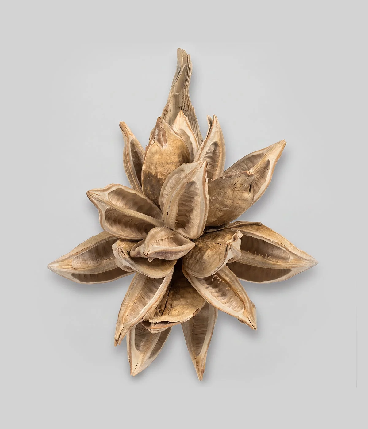 Dried Bleached Star Pod Top.webp