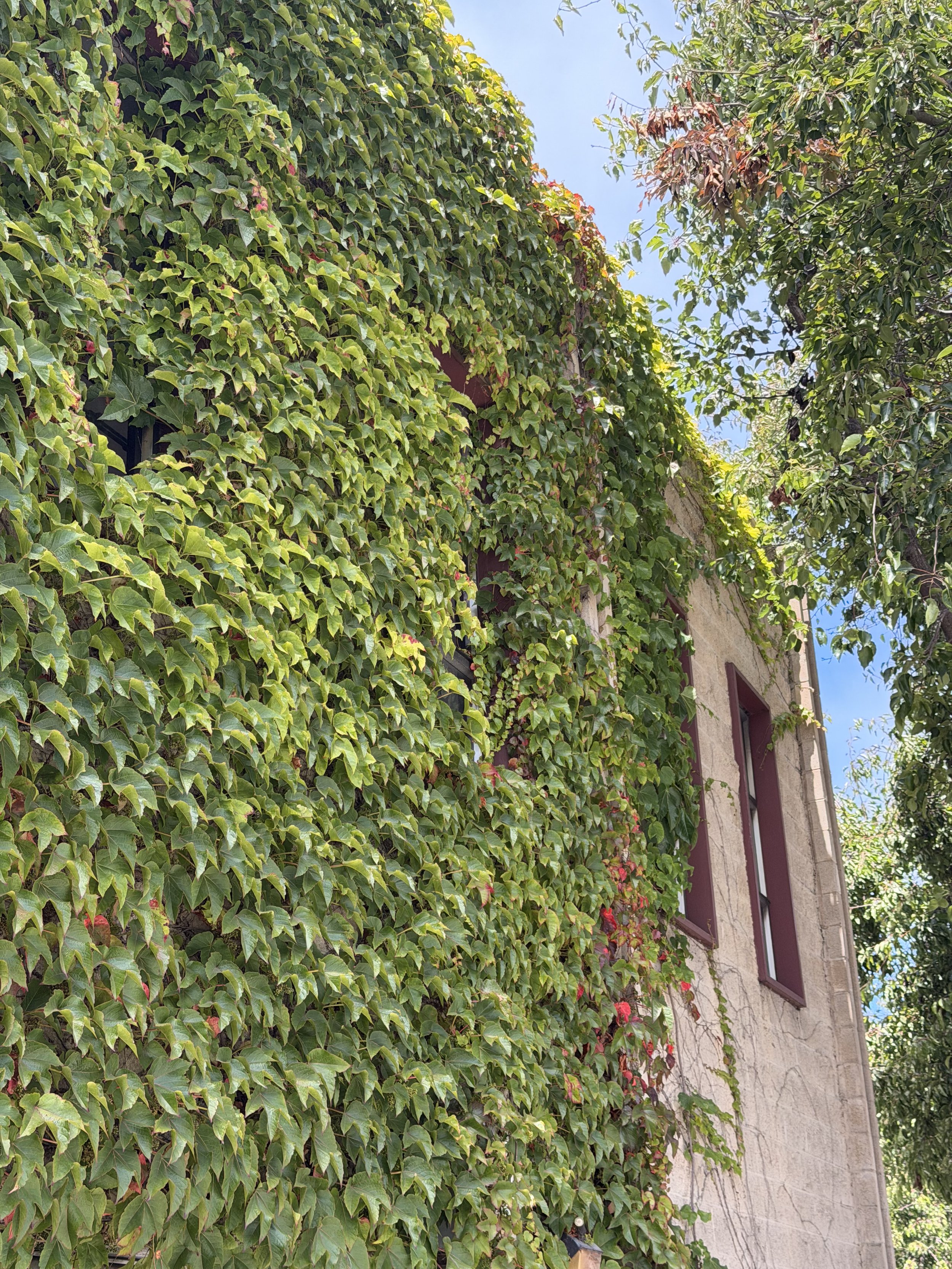 Building with stone exterior wall partially covered with lush green ivy, and purple window shutters, against a backdrop of trees and blue sky with clouds.