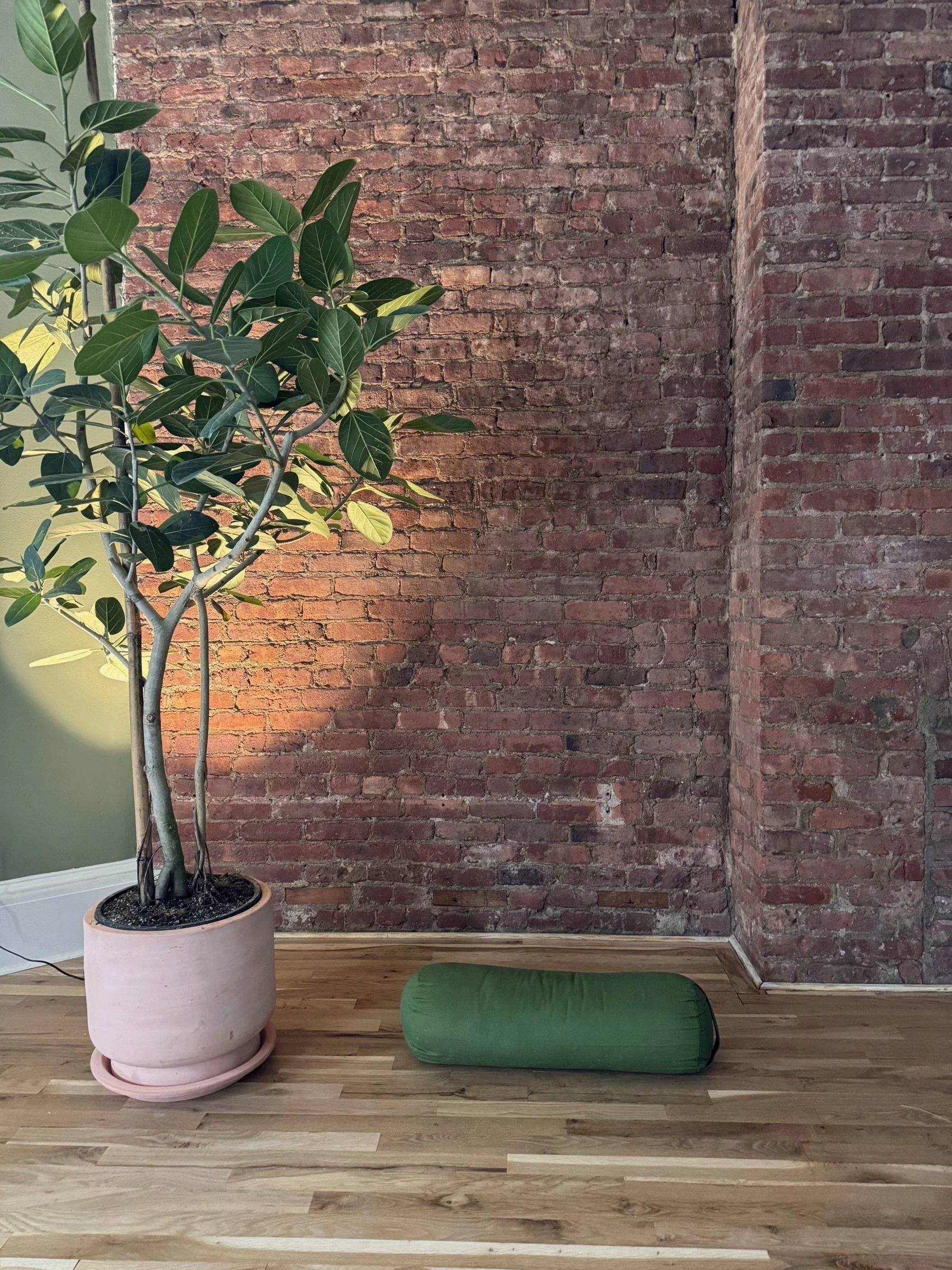 A quiet corner of the studio — exposed brick wall, a ficus tree in a terracotta pot, and a green bolster resting on the wood floor.