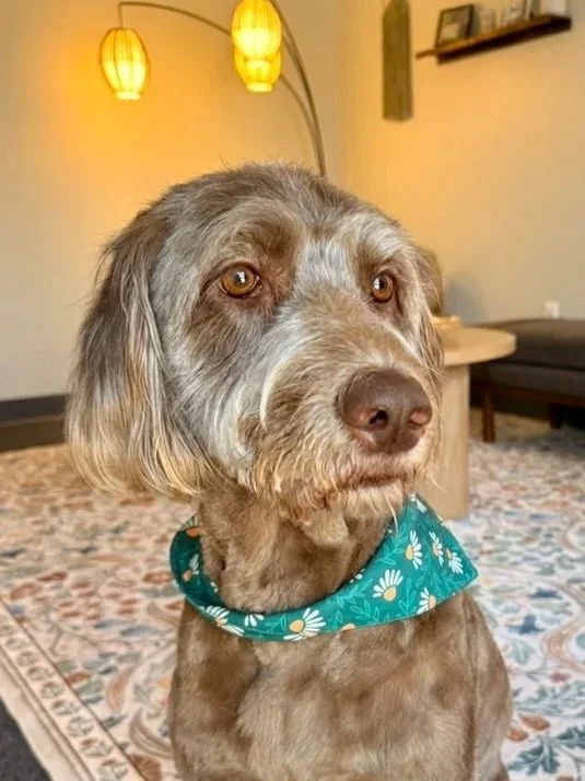 Mavis, the therapy dog at Resilient Roots Counseling, wearing a teal bandana