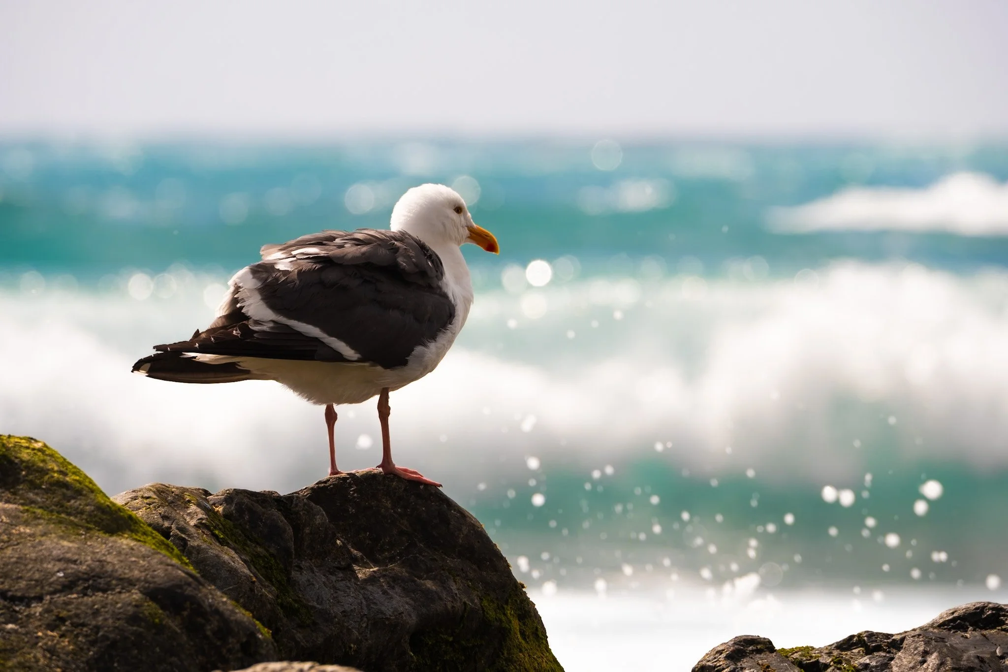 A seagull standing on rocks near the ocean with a blurred background of the sea and sky.
